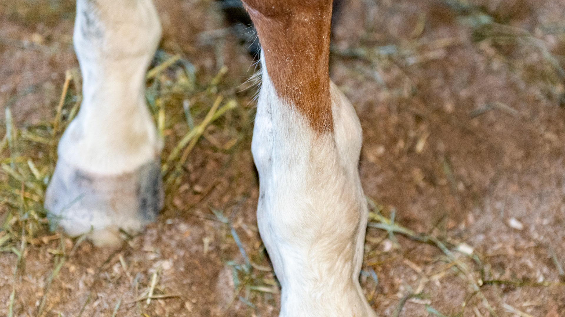 This is a severe distention of the digital tendon sheath on this forelimb.  It is predominately on the outside but you can also see the flat and firm separation from the back view caused by the intact tendon dividing the sheath into medial and lateral halves.  It can be differentiated from a wind puff in the side views because the bulges surround the tendon while a fetlock joint distention would be more forward of this between the cannon bone and the suspensory ligament.  These are usually non-painful but are a warning that either acute or chronic trauma has occurred to the tendons at this level.