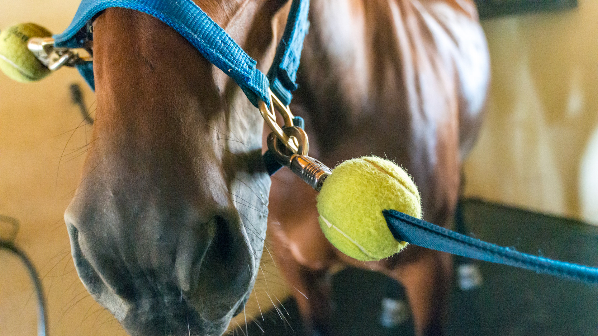 Cross ties - the tennis ball allows for the tie to be dropped against the wall without the noise and damage caused by the metal snap without the ball. ALSO - he snaps are quick release, though many grooms add break away string or yarn here too.