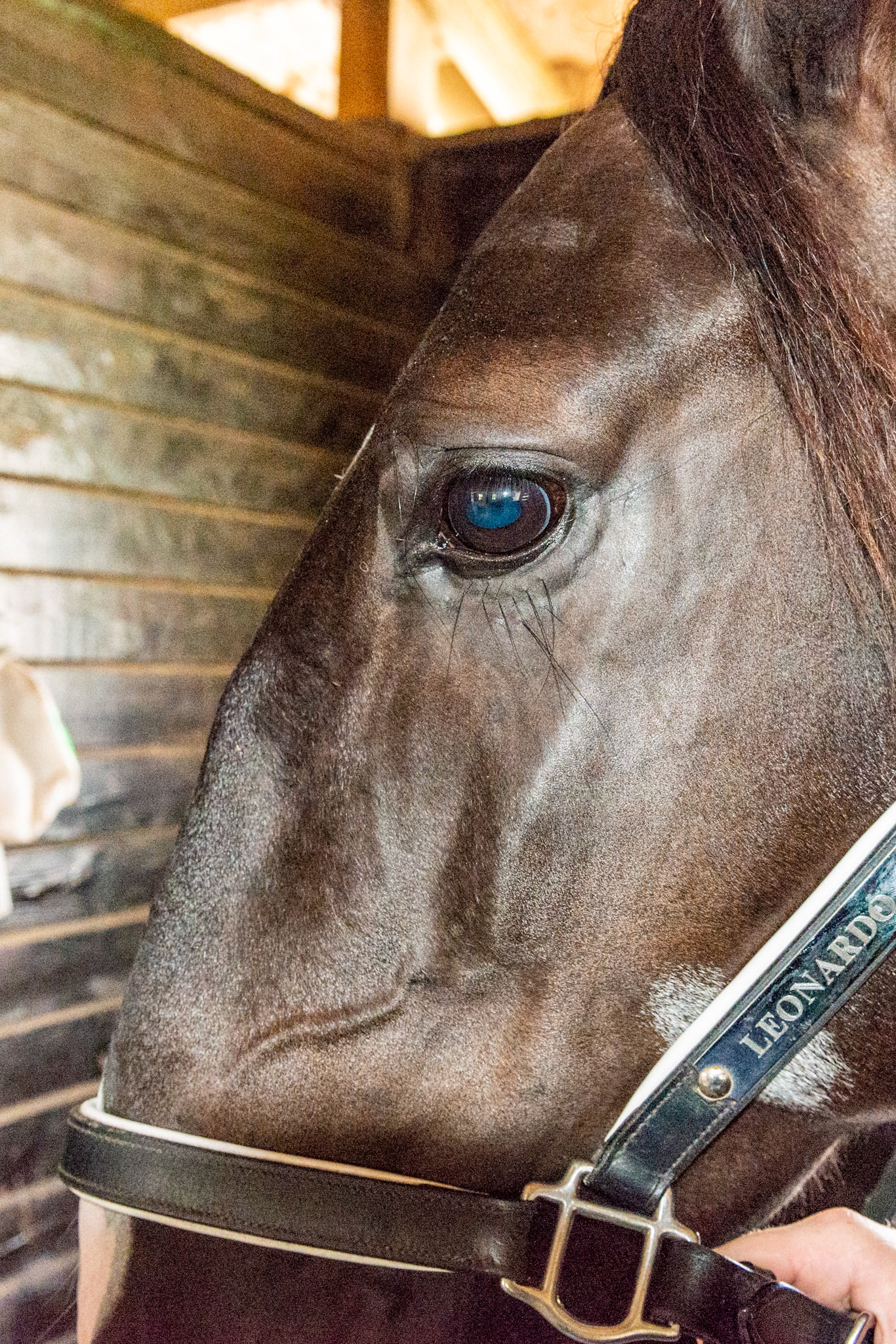 Roman nose with a bump midway.