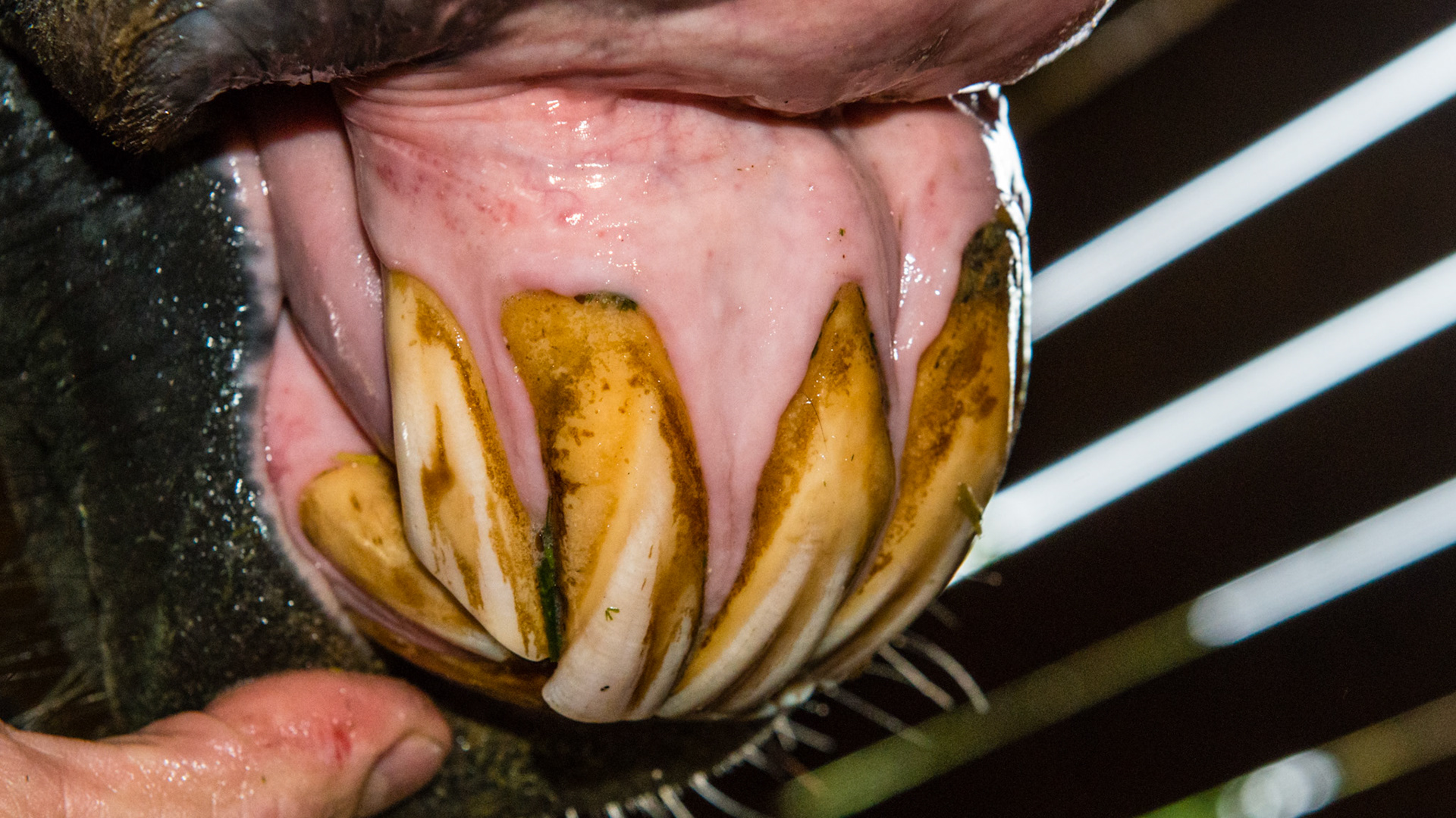 EOTRH horse 15 - Incisors not painful but #106 and 107 cheek teeth were painful when floating. Owner may take radiographs though EOTRH is rare in the cheek teeth.