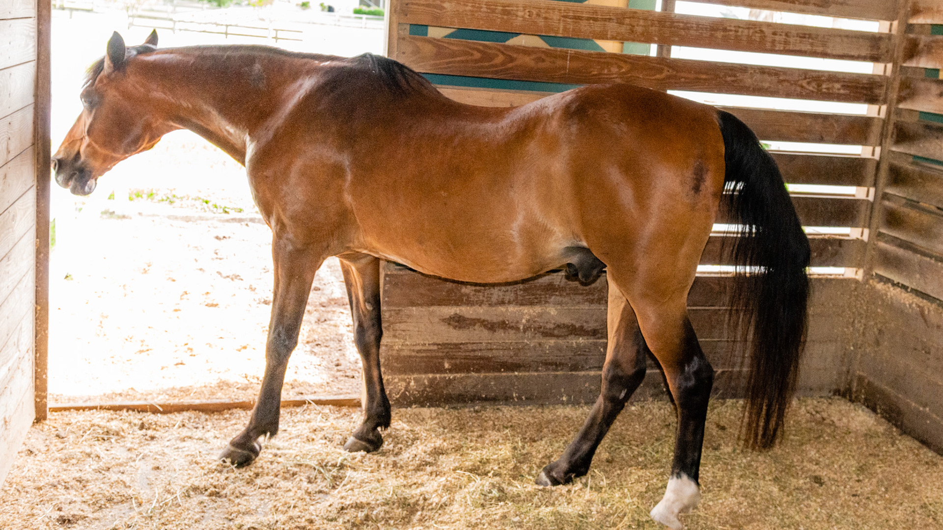 EOTRH horse 8 - 3/26/1981 = 32 years old - He has good BCS and shines.