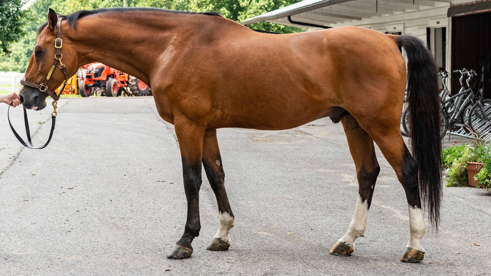 Blood bay has the black legs, mane and tail but the rest of the body is a reddish brown or mahogany.  A regular bay has a darker, almost black body.