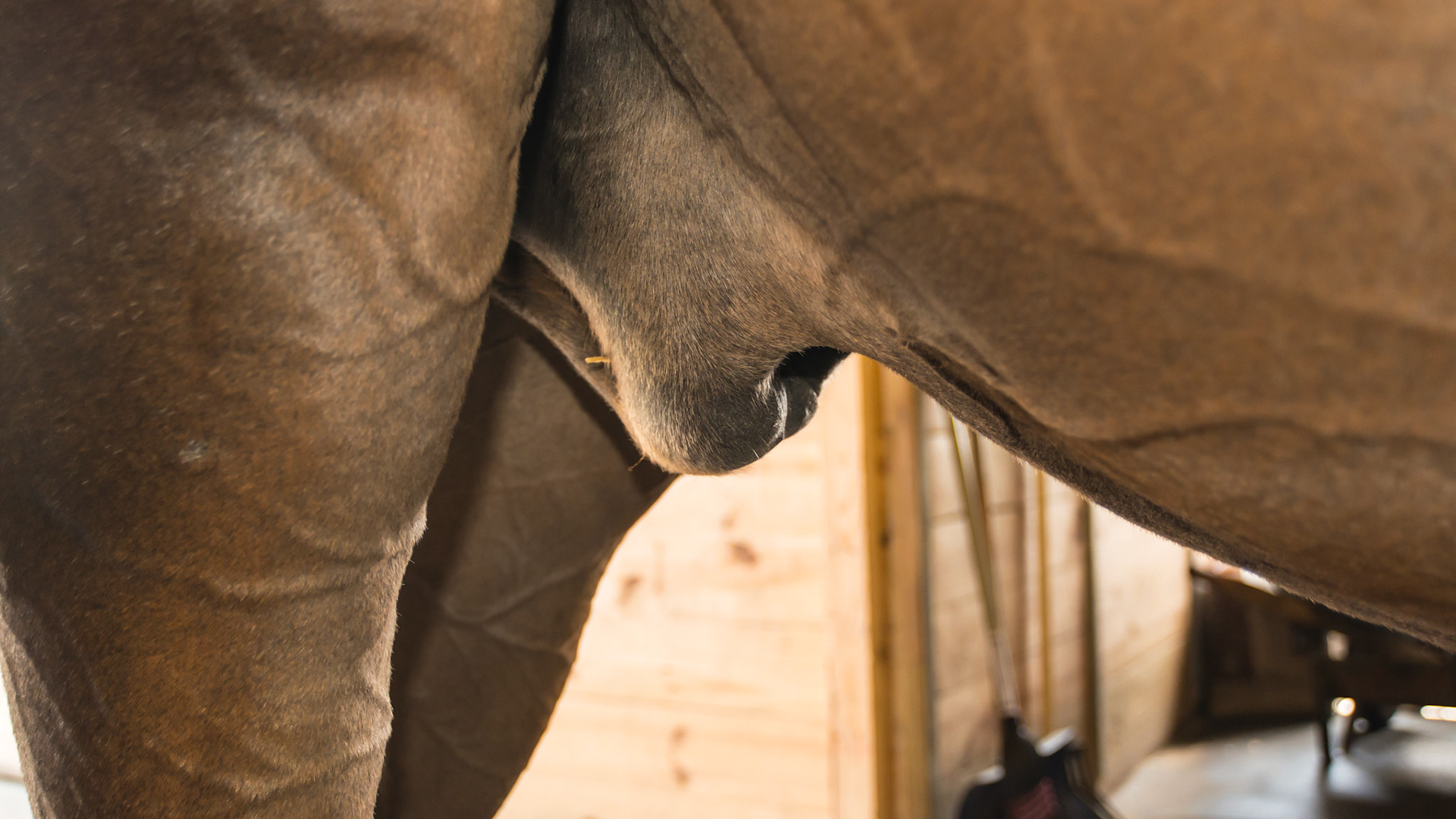 The hind limbs and sheath stock up daily in this 30 yr old horse. Leg wraps while in the stall and exercise helps.