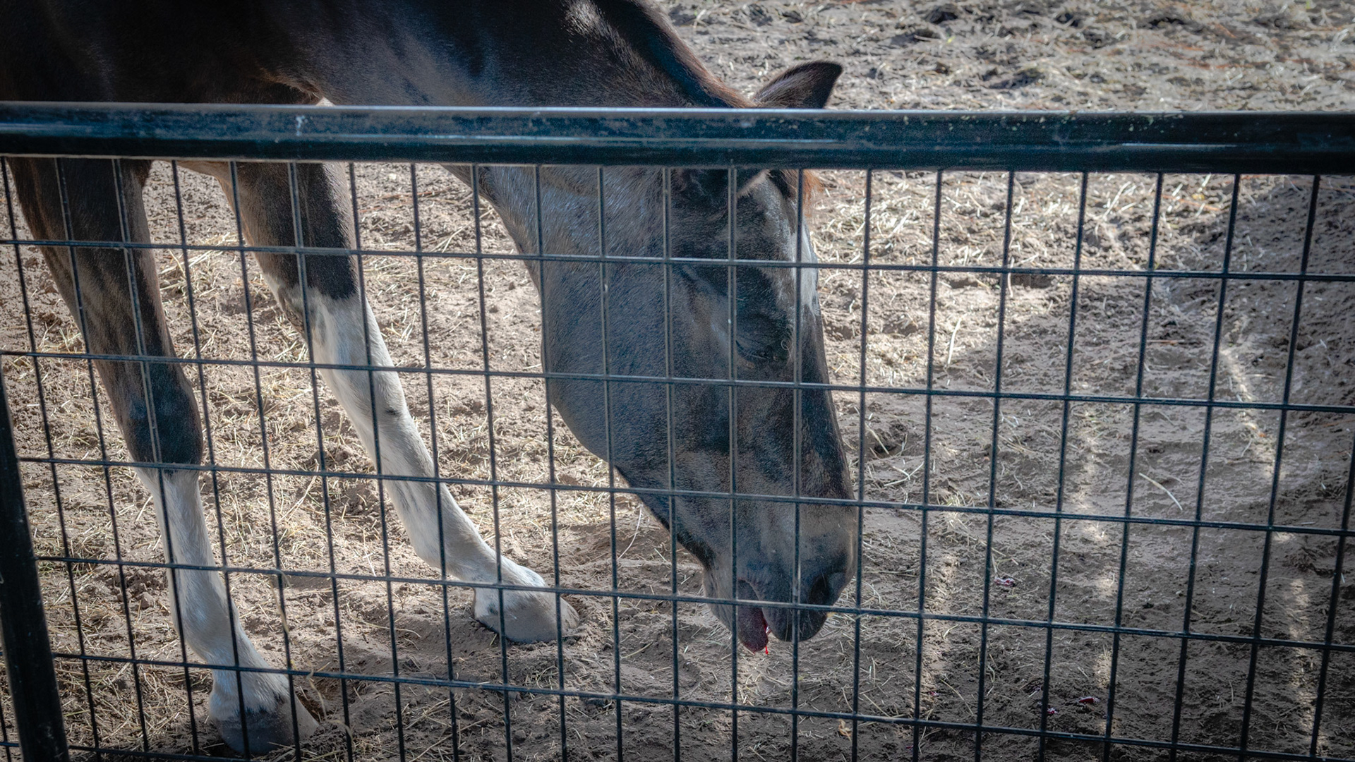 Sedated horse with a palatal sagittal fracture removal causing minor bleeding in the head down position.