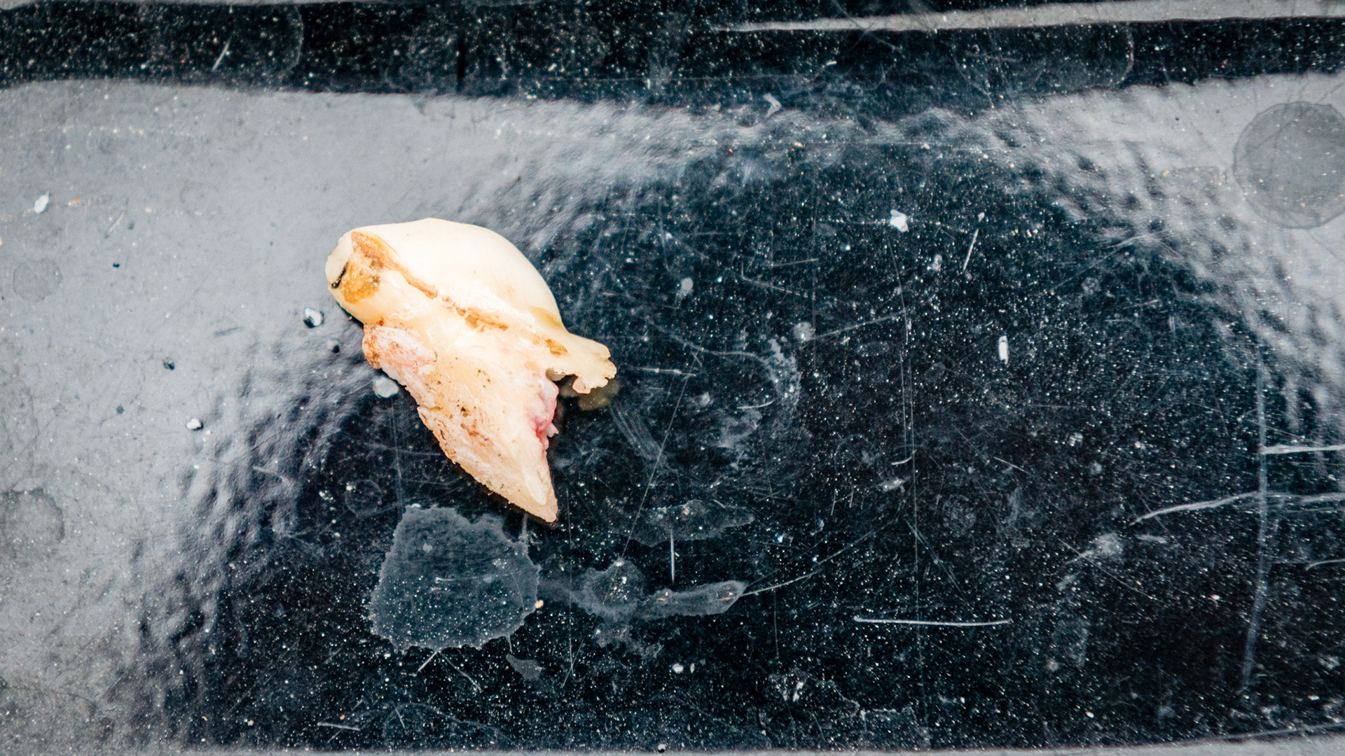 Incisor cap extractions horse 4 - Three views of a deciduous incisor with a root like extension preventing this cap from being shed.  It is #53 and had fully displaced 103 caudally from its normal position.