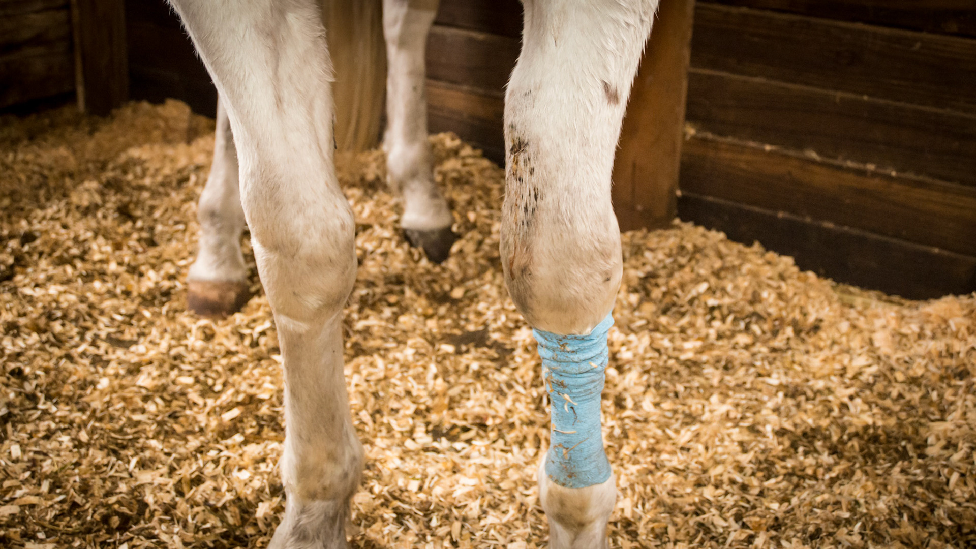 Untreated forlimb puncture, but the owner had wrapped the cannon and missed the original gaskin wound.  Note the edema above the bandage as the fluid escaping from the damaged area is prevented from draining down the limb.