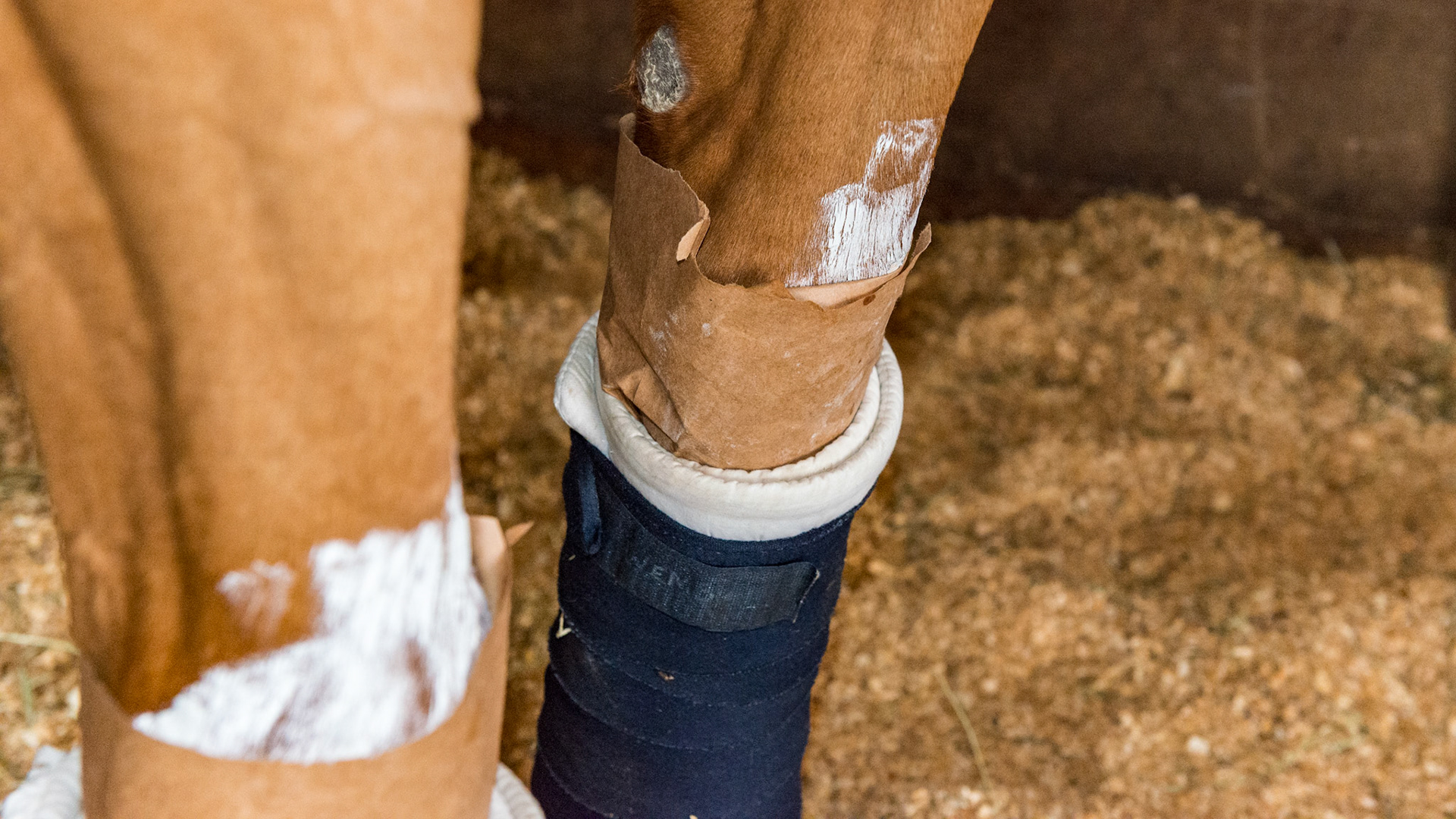 Limbs are wrapped in antiphlogistine poultice and then covered with brown poultice paper and leg wraps.  This helps to stabilize heat and inflammation in the tendons of the cannon bone area.