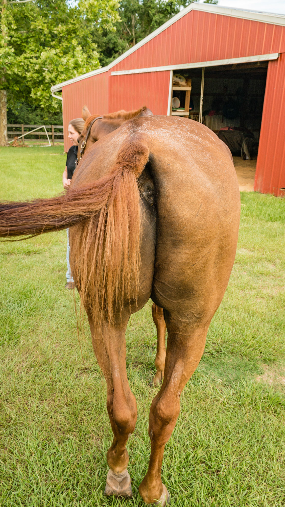 Horse E (Horse A for EOTR-H) - BCS 4 - Moderately Thin - Spine ridge and rib outline are visible. The tail head may be visible. This horse also has had all but 1 of his incisors extracted caused by EOTRH
