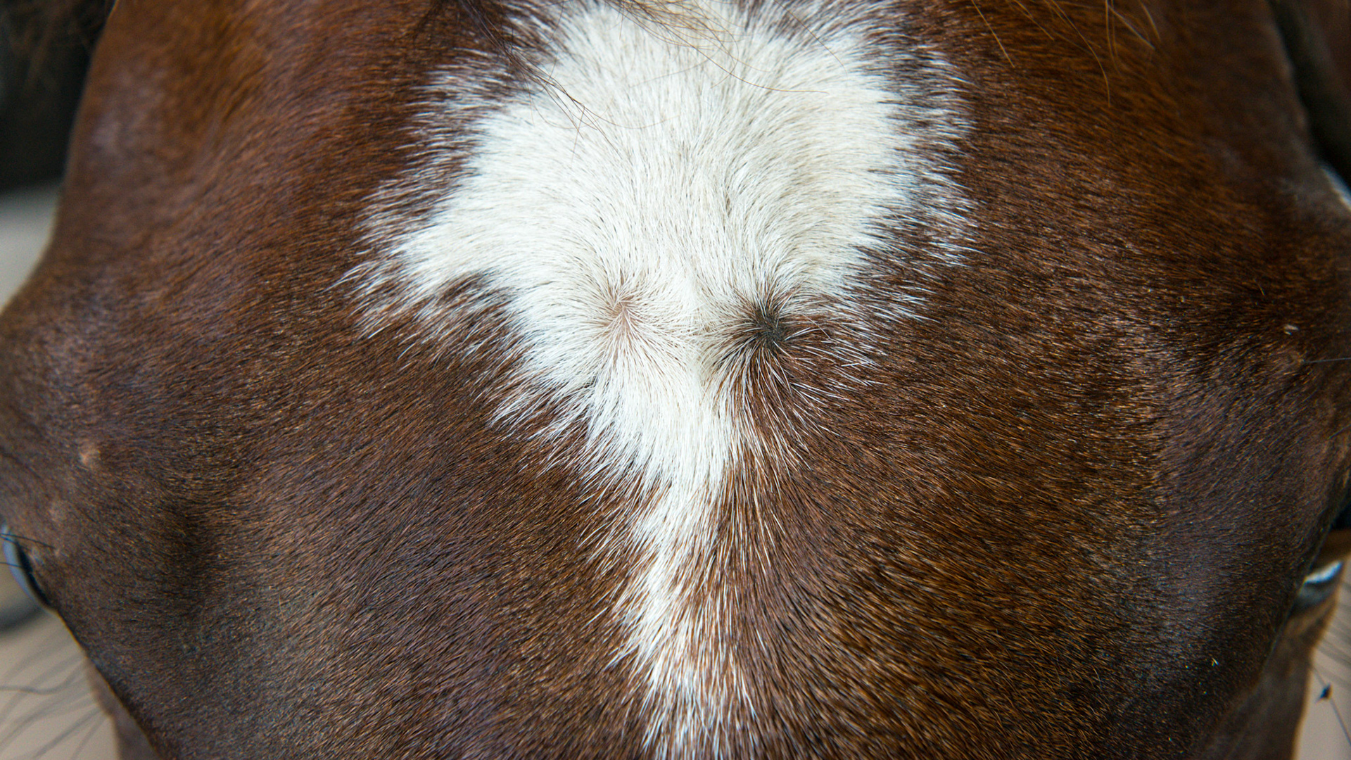 Double whorl above the level of the eyes at center