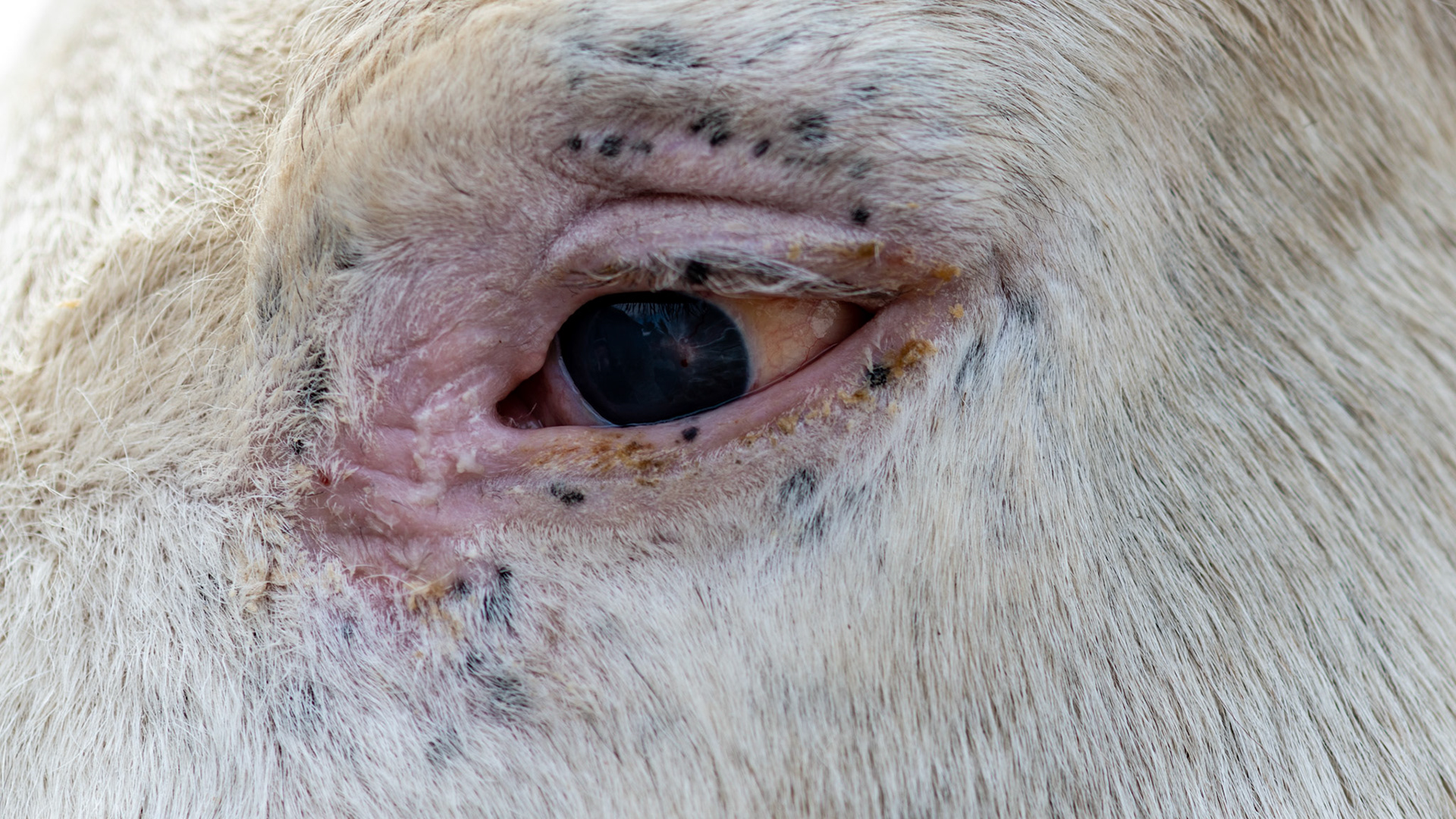Horse A - Long standing eye injury from a puncture wound.