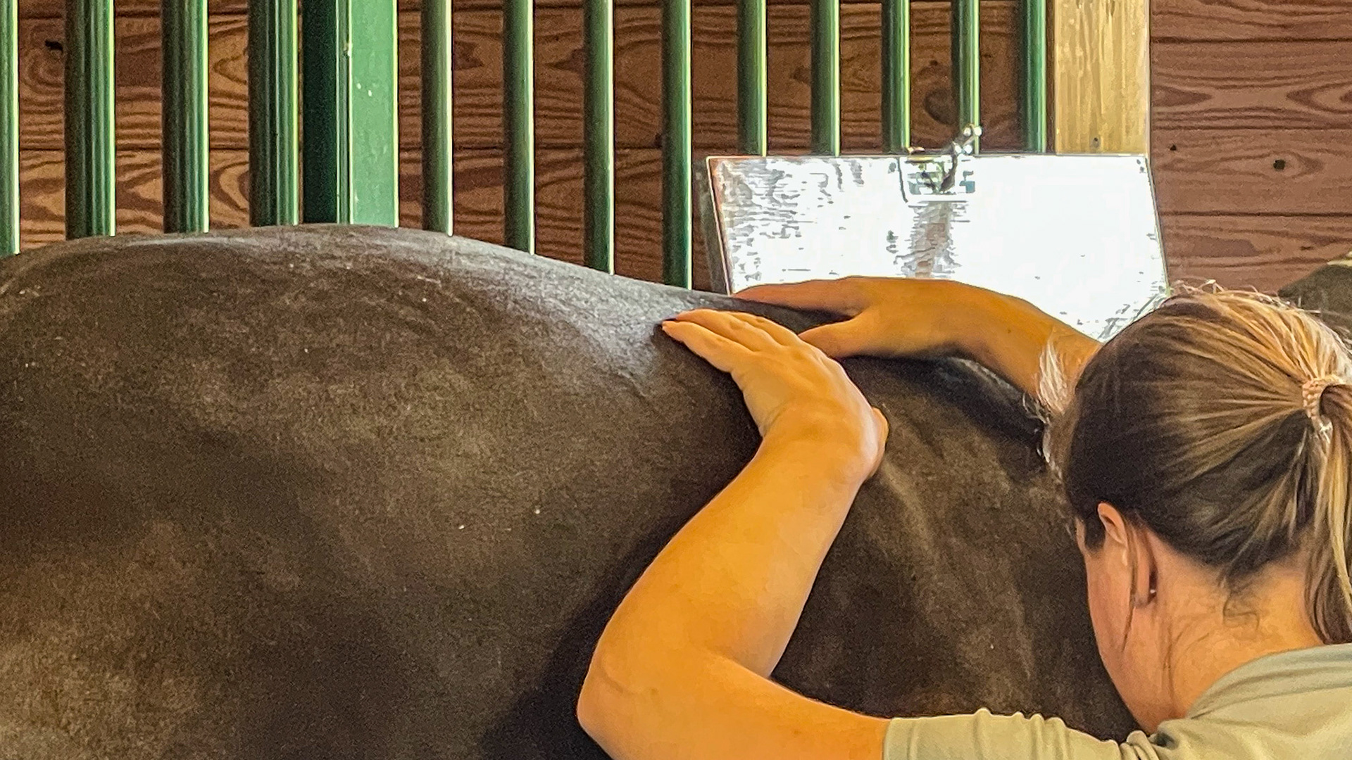 Massage work is performed by a veterinarian on the back of this horse.