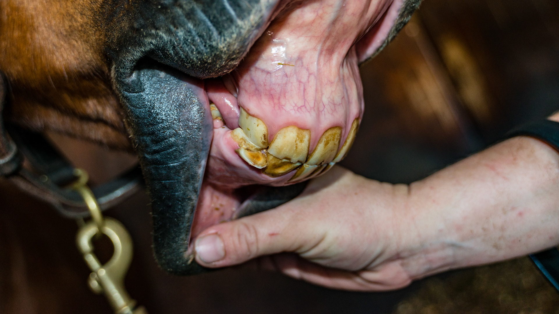 Horse B - Retained 83 cap being displaced labially