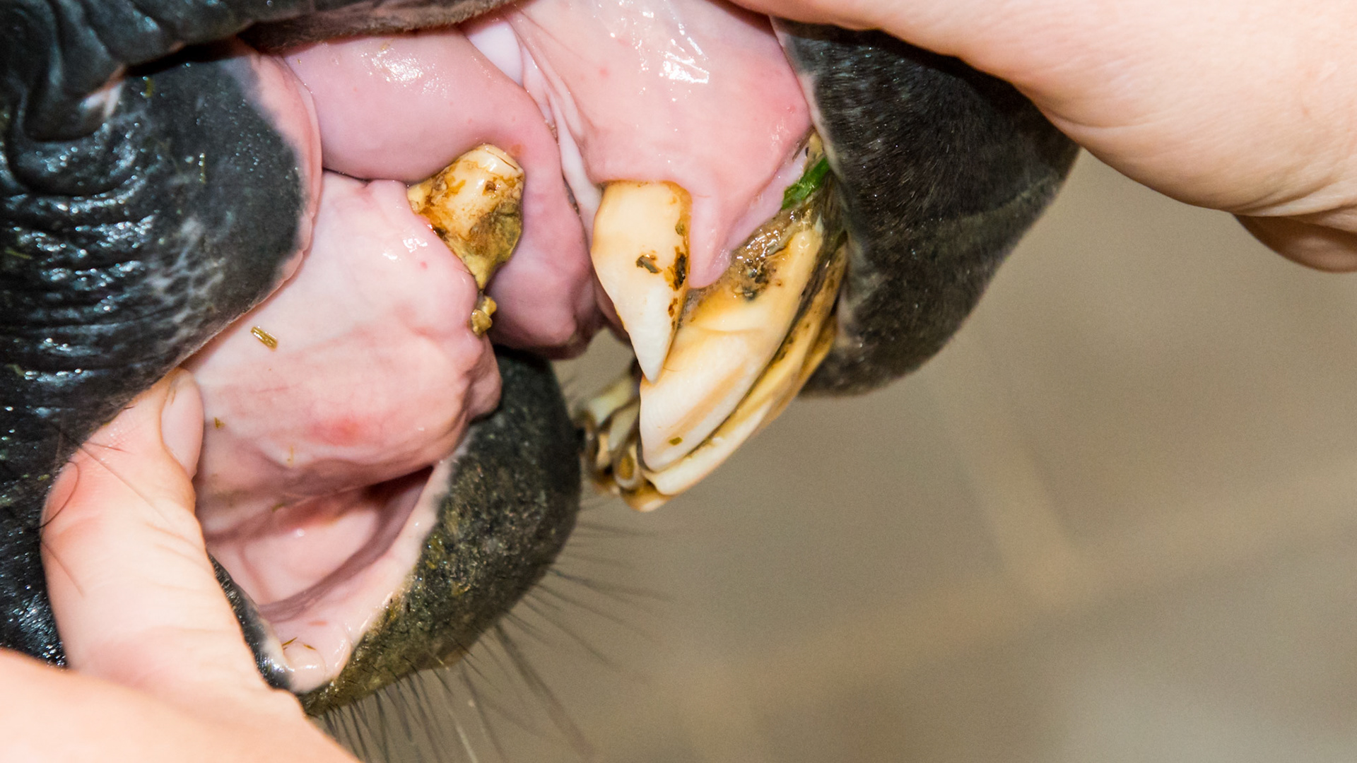 EOTRH horse 1 - Tattoo = T = 1990 = 23yr This horse had all his lower incisors and the start of EOTRH in 2010 (see the 1st pictures I have of him Horse 1). He has no trouble chewing and is fed 8 quarts of grain a day plus hay and pasture. His weight loss since 2010 may be age or being moved to a new home 1000 miles away.