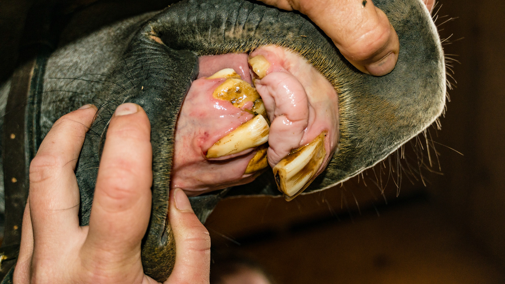 Horse C - 4 yr old TB G with trauma causing the loss of 101 and 102 plus deforming the lower incisors with a retained 81