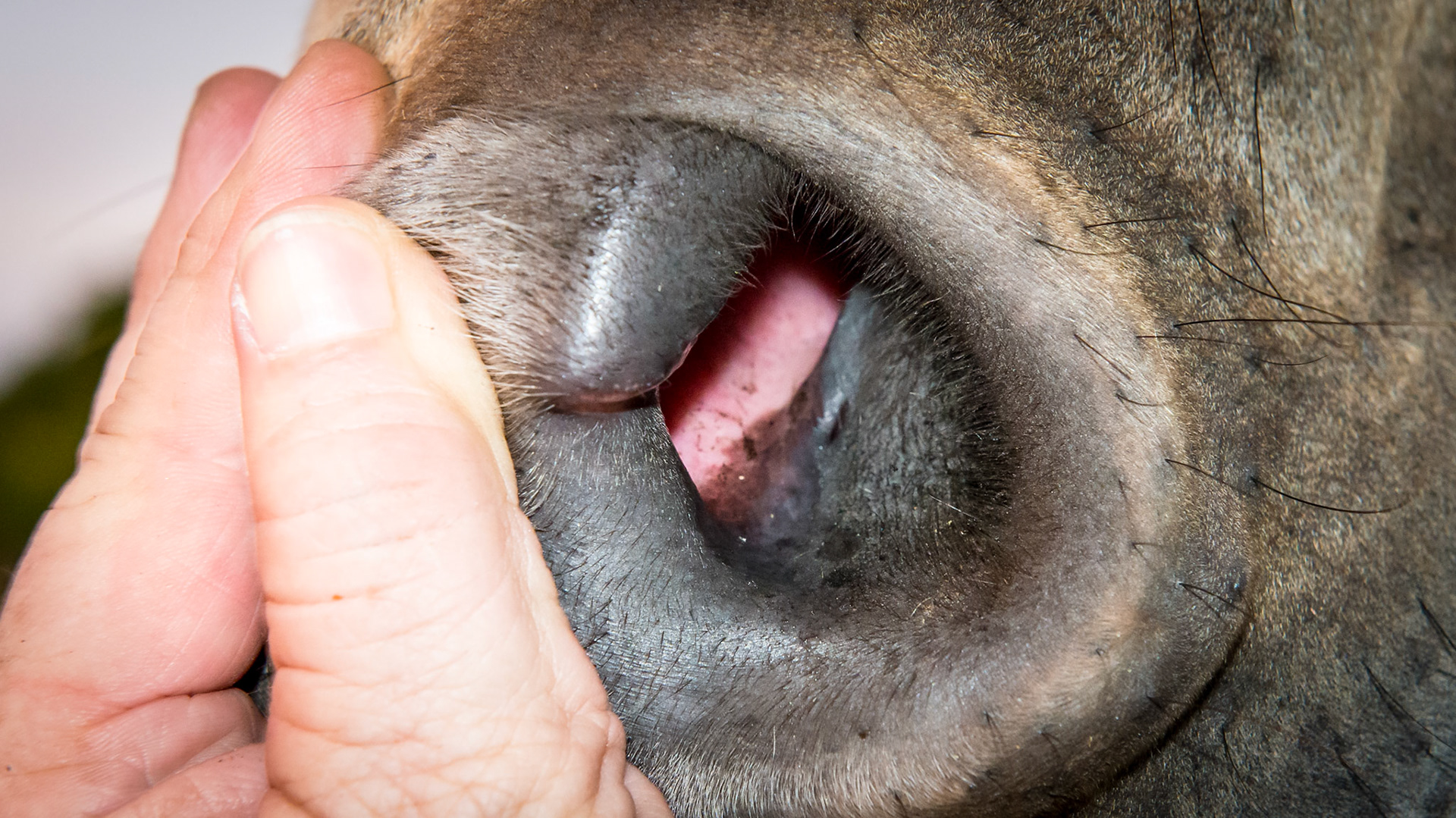 Horse J - The nasolacrimal ducts of this horse are blocked with tear overflow in both eyes but worse in the right eye.  The plan is to treat these eyes with only a steroid ophthalmic ointment and reassess in a day.  Here are the ducts of each nostril showing no drainage from the small slit opening onto the dark skin below it.