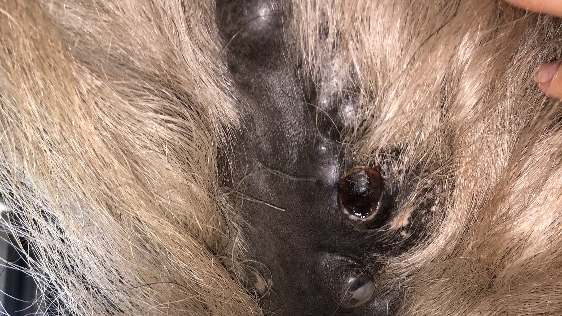 Horse A - Melanomas 6 months after initiating a no grain or supplements diet but with the addition of soy bean meal as a protein source and whole beets (the owner insisted). I cannot find the pre-diet image but in my opinion, this is a significant reduction in severity.