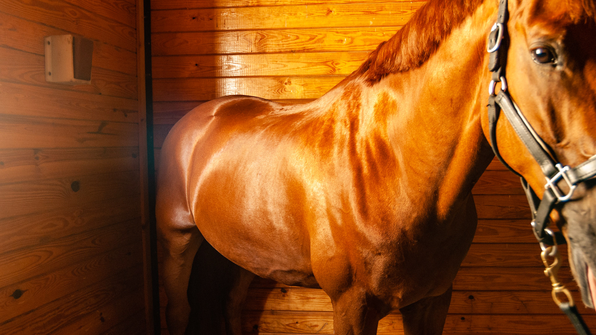 Missing multiple lower incisors but is in good body condition with no chewing issues.