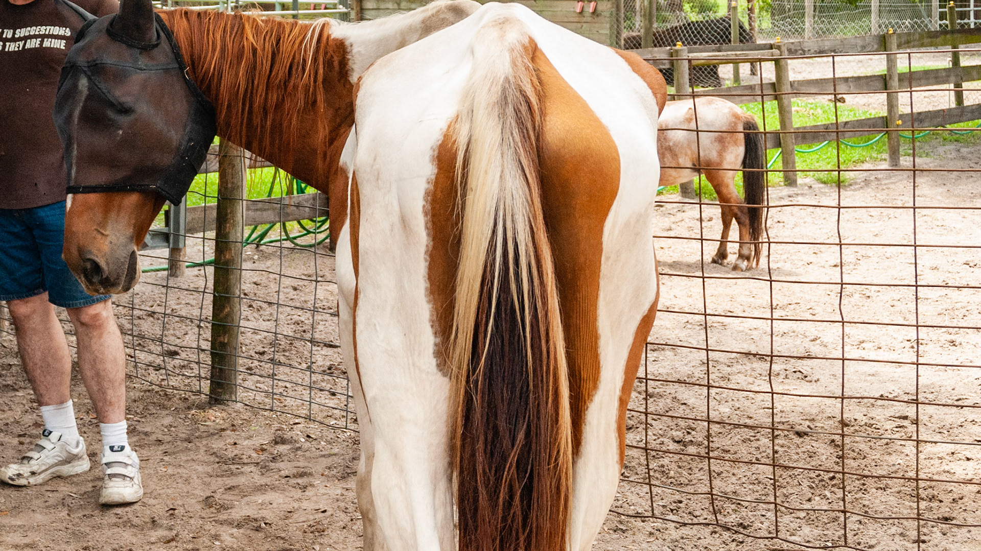 Horse A - BCS 3 - Thin - Slight fat covers the body so the skeleton is still discernible but doesn’t pop out.  There is a narrow space between the inner thighs.