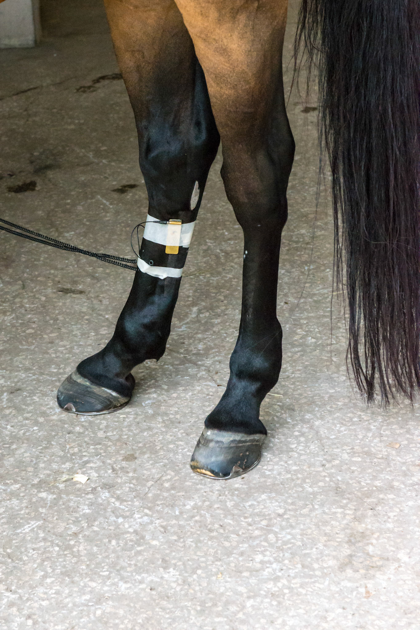 Electroacuscope being used by a physical therapist on 2 horses. First it identifies parts of the horse that have been injured and the structures are not reading the full action potential being produced by the spinal cord. Second, it then treats the area by opening the CNS neuropathway allowing increased circulation and decreased inflammation.
