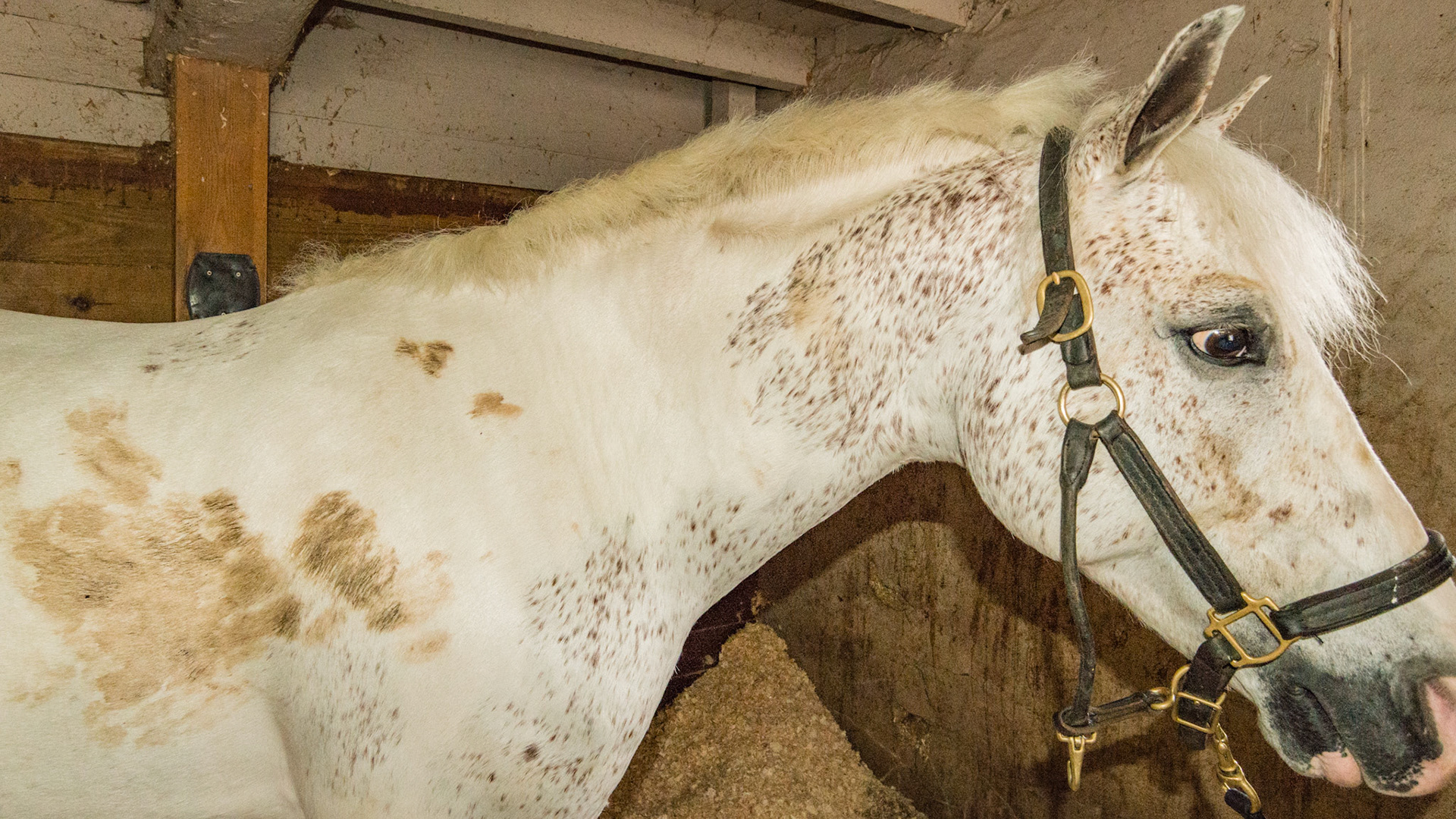 Flea bitten gray and white tobiano paint pony.  Horse A - BCS 6 - Moderately Fleshy ~ A slight trough above the backbone but not the tail head.  Fat can easily be felt over the ribs and tail head and fat deposits can be seen along the withers, neck, and shoulders.