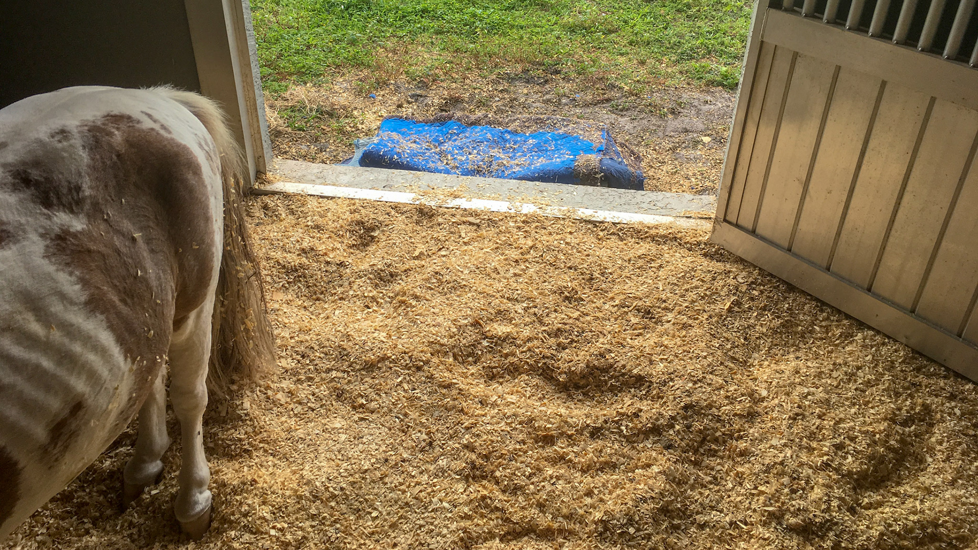 This foundered mini horse has a ramp built of blankets for easier access over the stall rise.