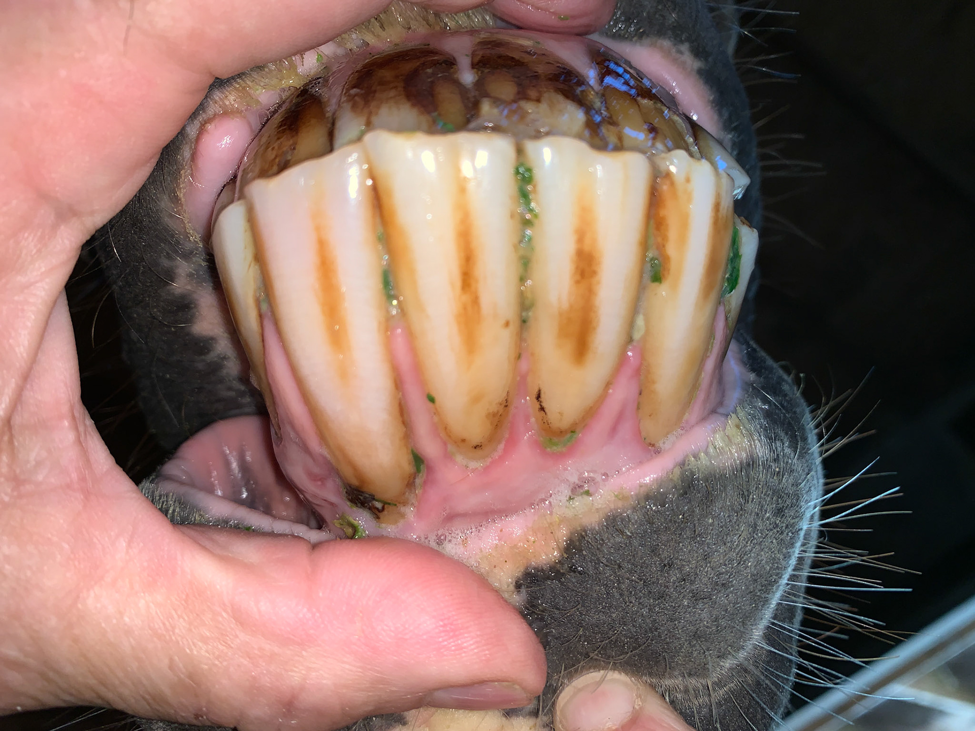 EOTRH - Receding gum line on the lower incisors with hypertrophy (enlarged and thickened edge) and inflammation (dark red) of the gums.