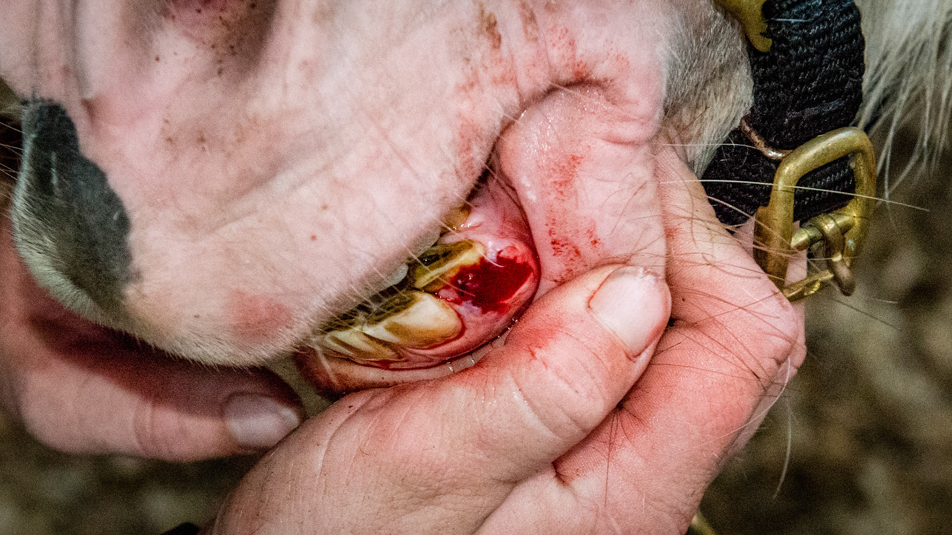 Incisor cap remnant horse 6 -Cap remnant removal displacing 303 caudally in a 6 yr old AFTER removal plus displacement of 303