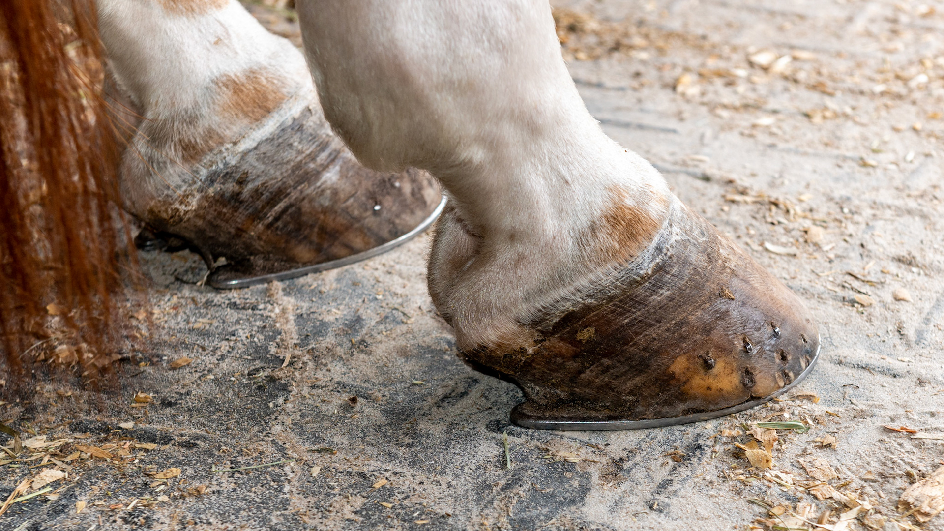 Reining shoe on the hind hooves of this reining horse. Note the long trailers and the ultra smooth surface for sliding.
