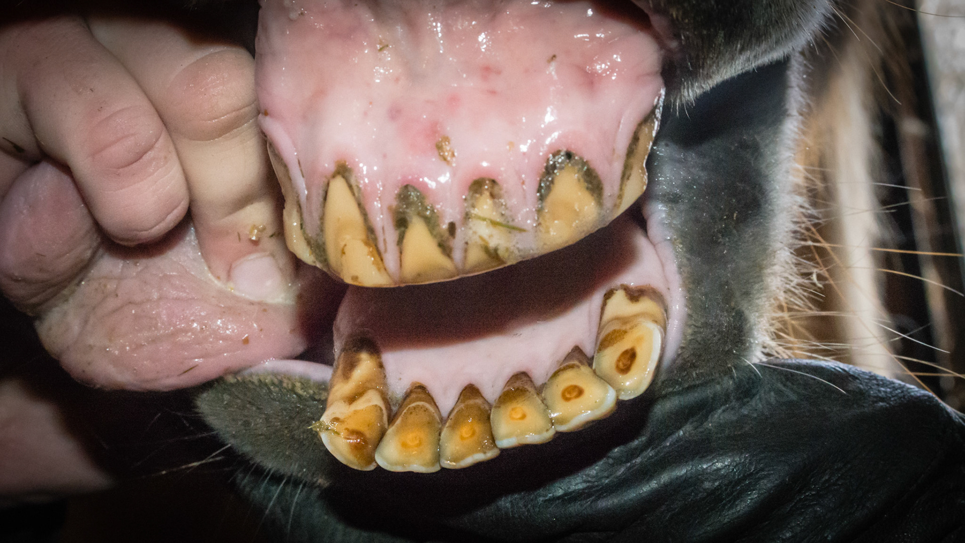 Horse F - Old horse with undershot jaw and a tongue that would not stay inside the mouth