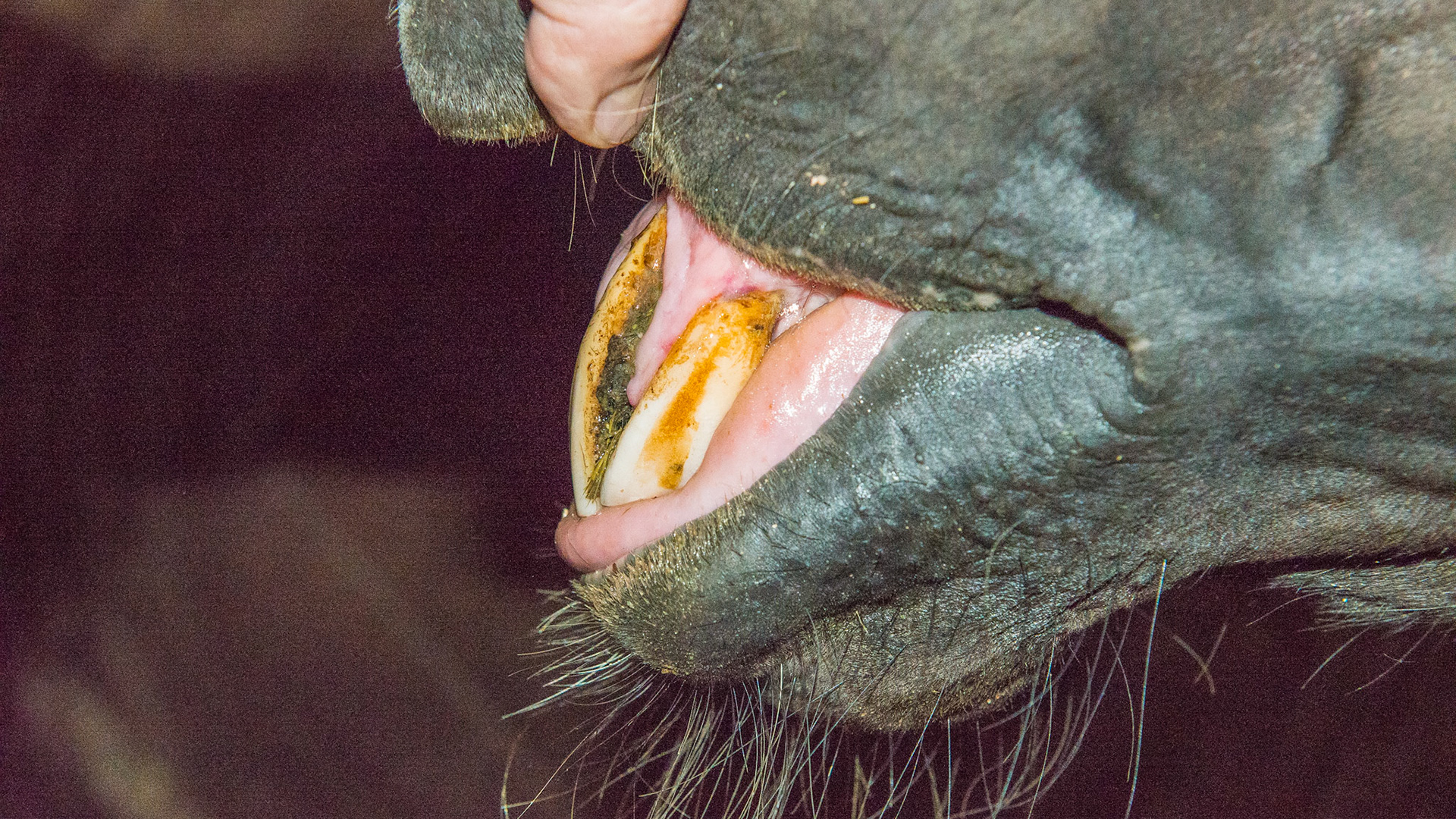 EOTRH horse 18 - only 1 lower remnant incisor and 4 upper incisors remain. It doesn't show here but this 23 yr old gelding TB cross has severe parrot mouth.  His BCS is a 6 and has no trouble grazing or eating hay.