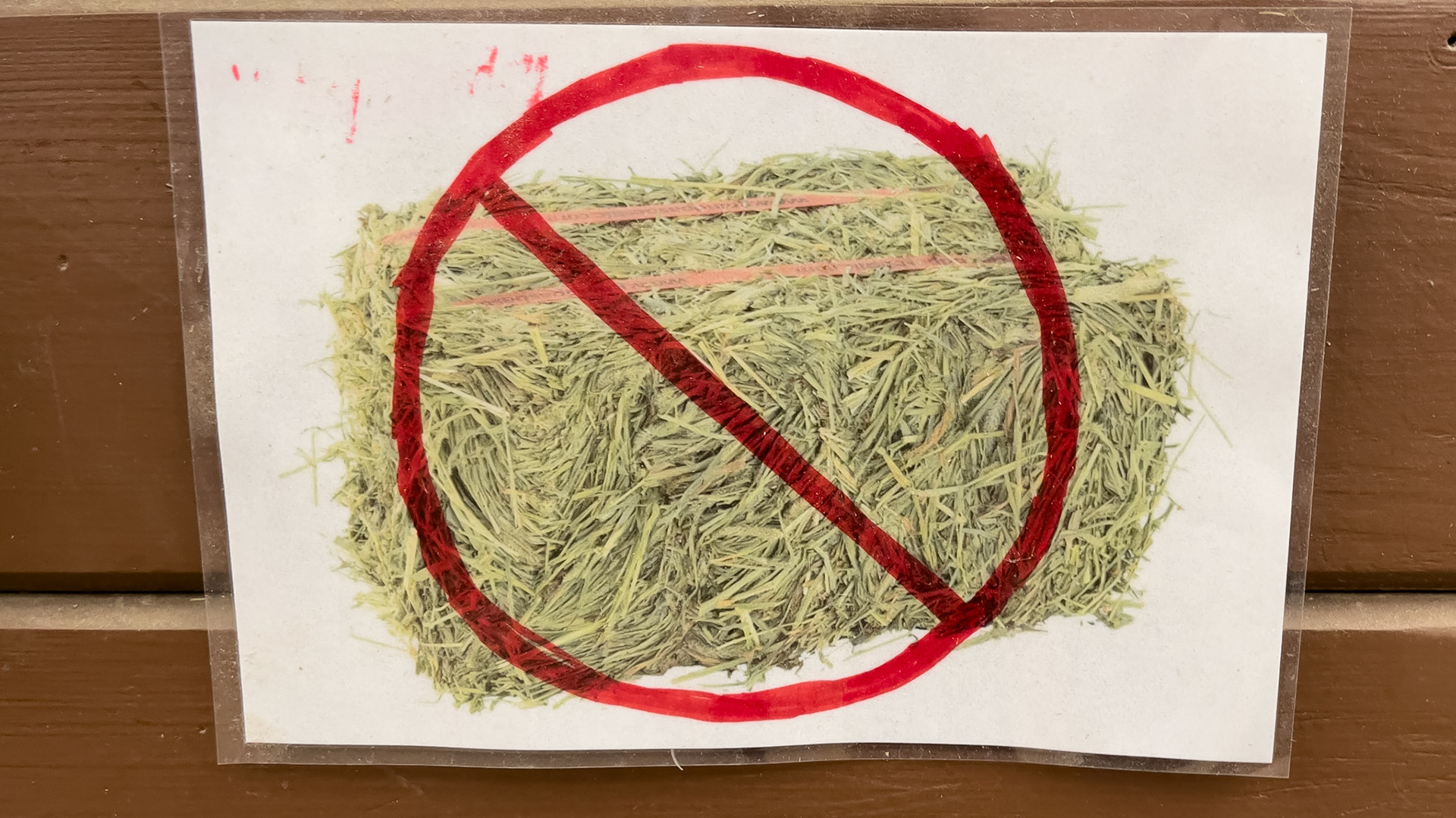 Don't feed this horse hay.