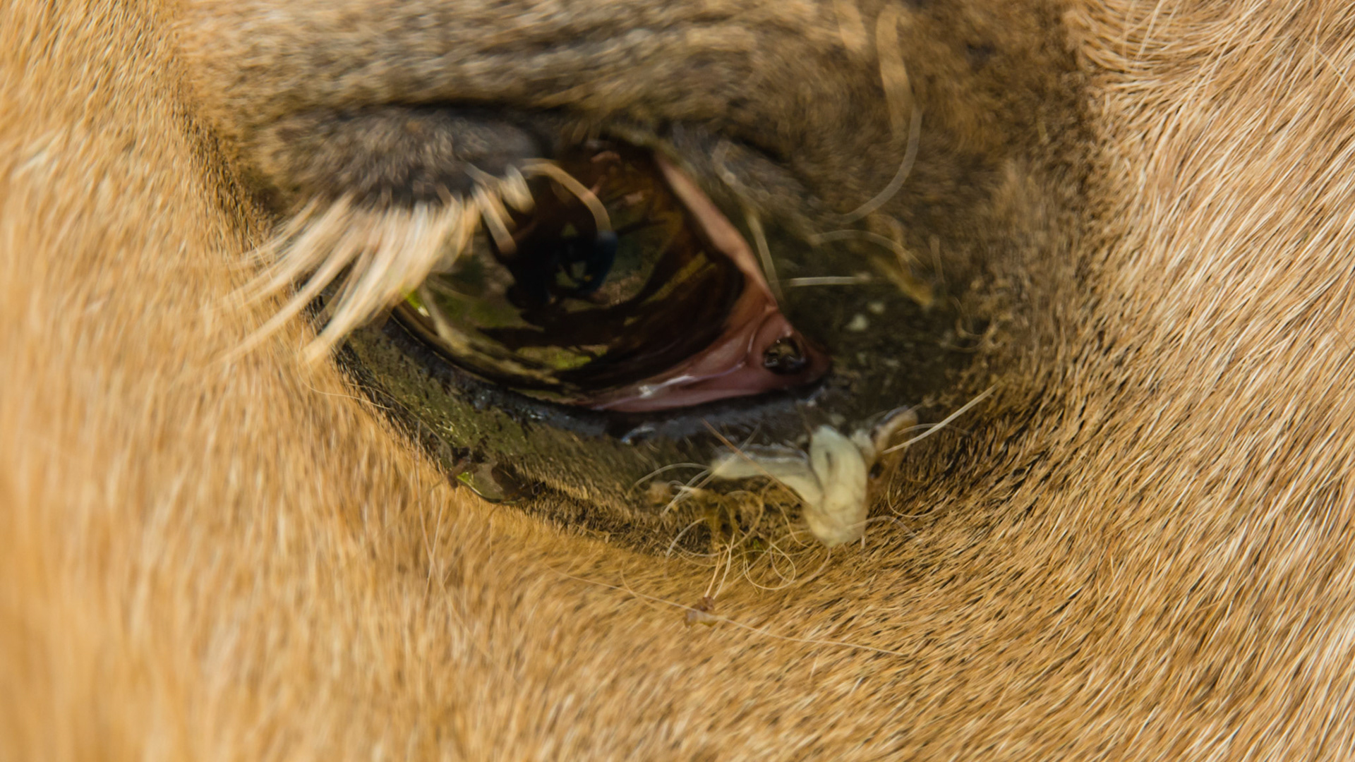 Ocular matter seen in one eye could indicate debris in the eye.