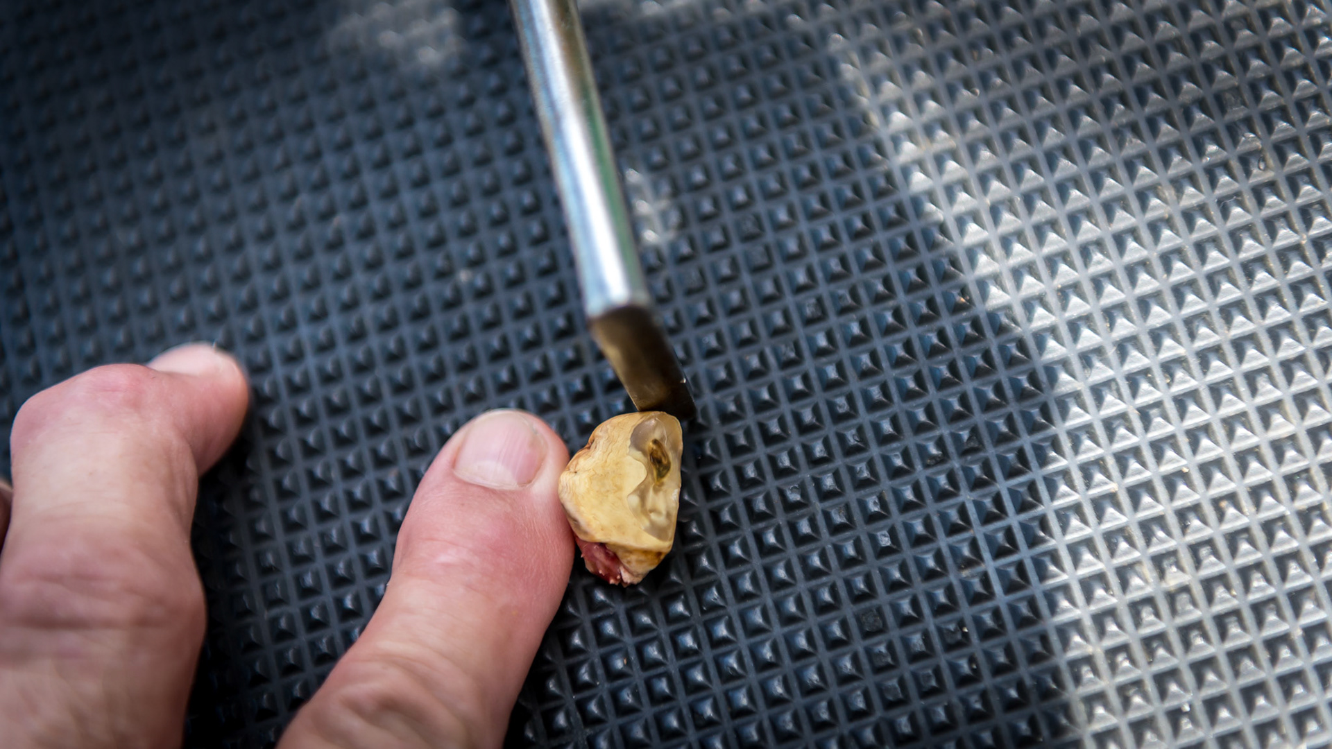 Cheek teeth cap remnants.