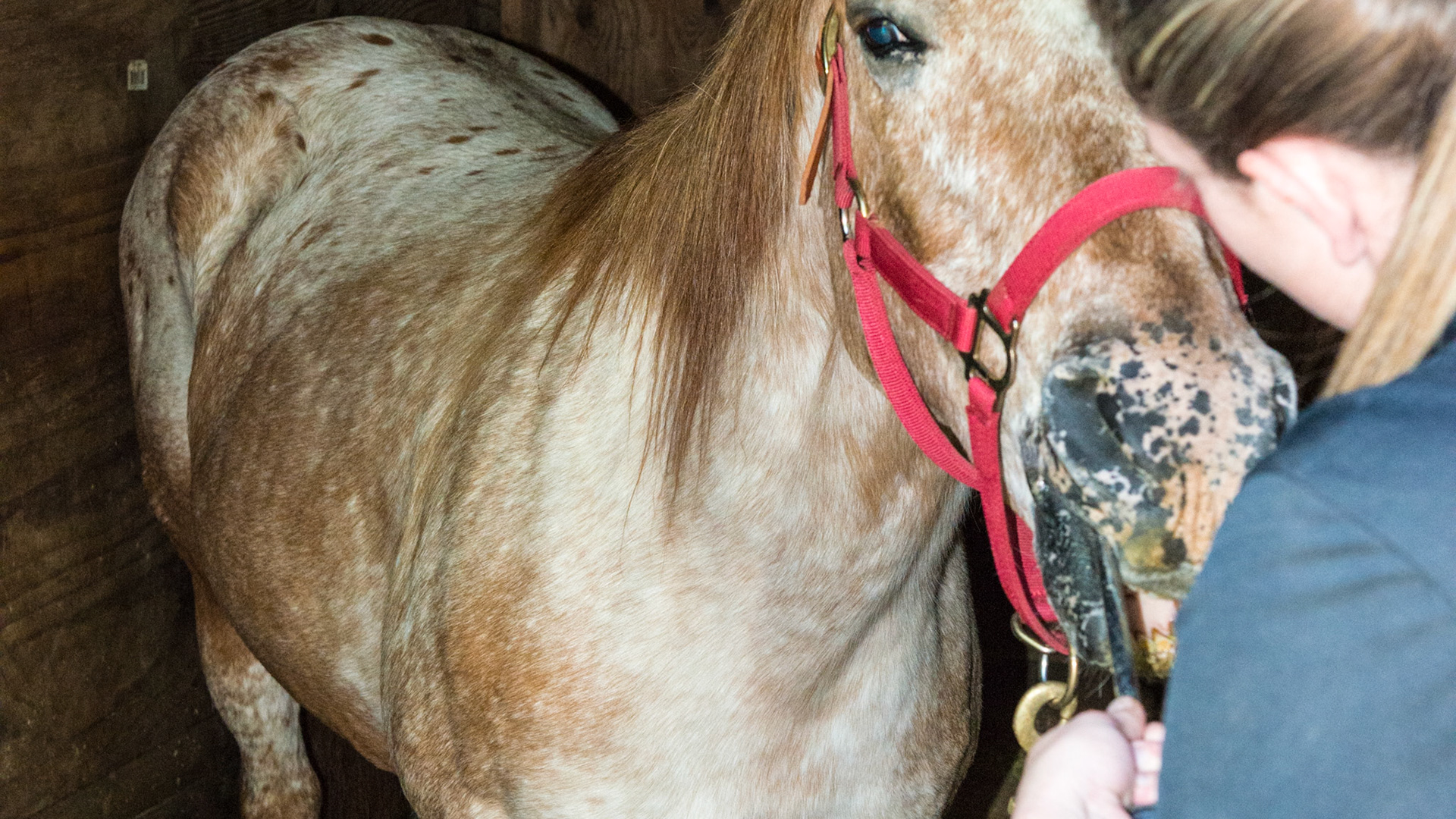 The horse with the 211 hook.  It had not affected the weight because of the management of the horse.  However, see all the alfalfa this horse is strewing about her stall because she cannot chew it.