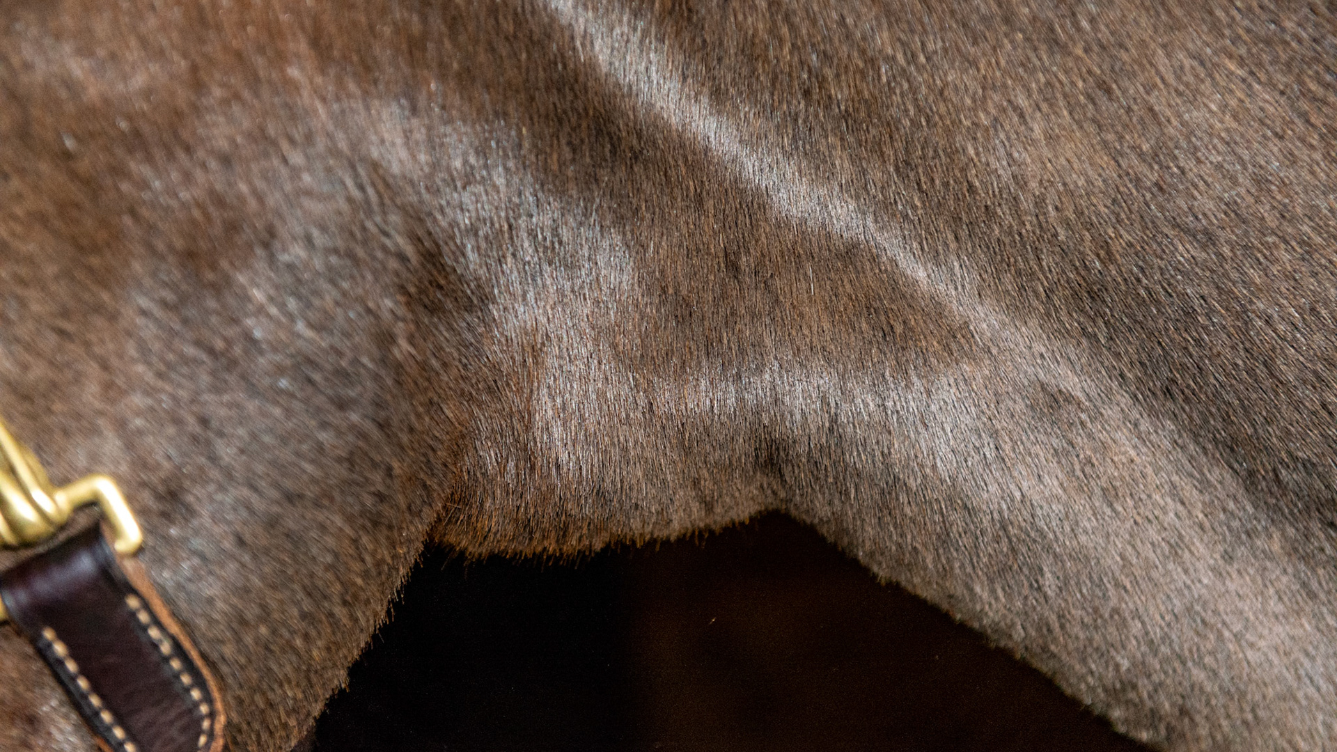 Enlarged left lobe of the thyroid gland in a 25 year old warmblood.  The horse shows no other signs of a thyroid condition and is not on any iodine supplements. The enlargement can easily be seen on this profile view.  While it is ventral on the neck, it is the left lobe only. Idiopathic goiter means there is no known cause for the enlargement.