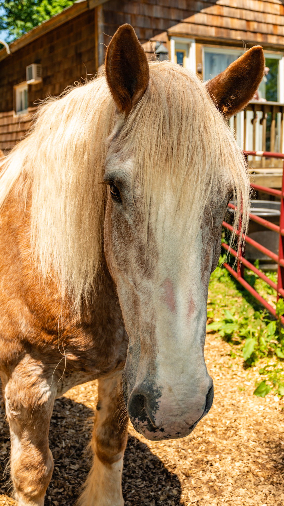 Horse A - BCS 9 - Extremely Fat ~ Very discernible crease down the spine; patches of fat on the tail head, shoulders and neck; fat dimples on the flanks and buttocks.  This horse could float on water like a fishing bob.  The official registered color of this horse is Belgian red and graying.