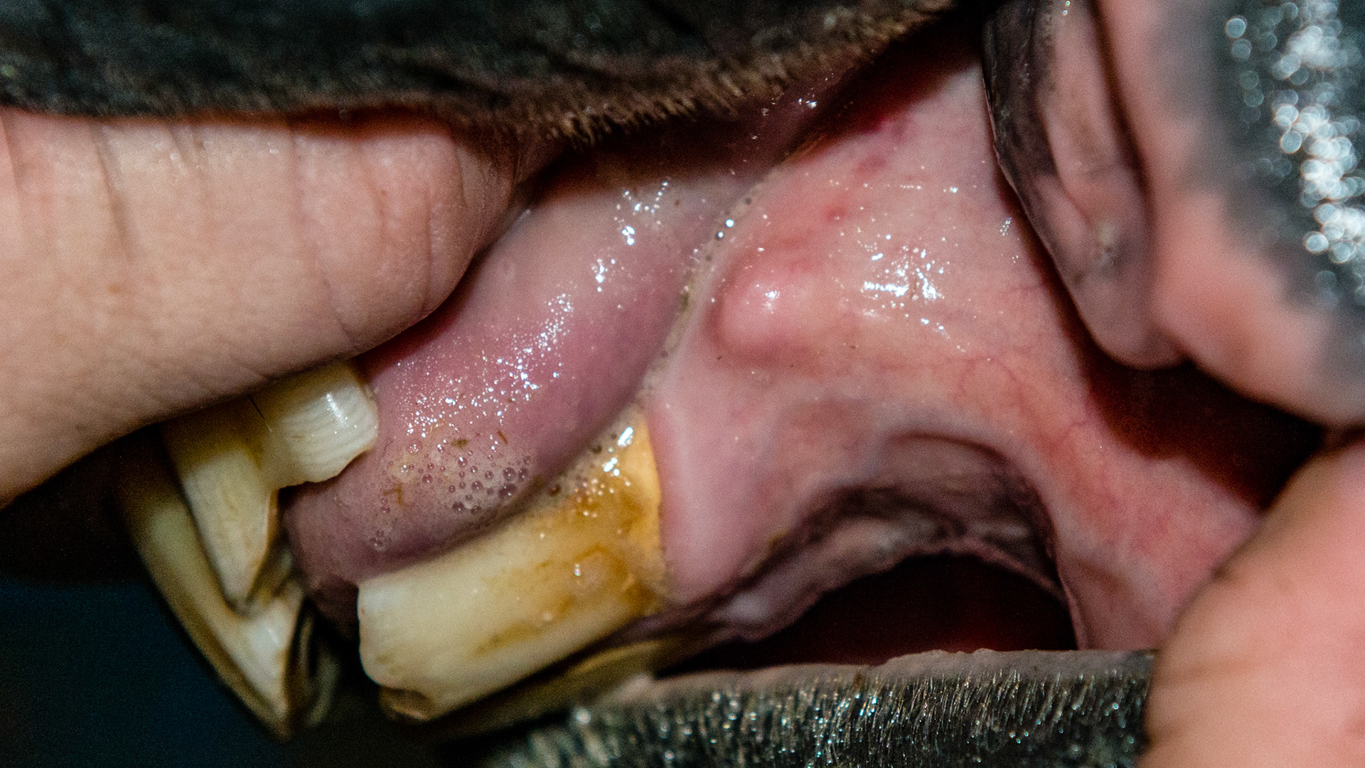 Unusual bumps located caudal from the lower corner incisors. They are possibly unerupted canine teeth in this 23 yr old WM mare.