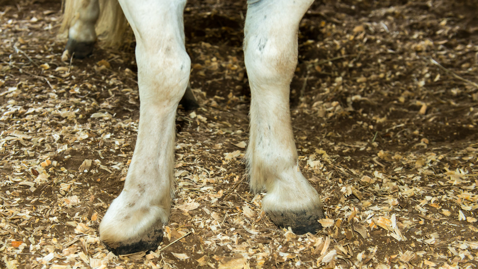 Valgus (limbs deviate inwards) and toe out deviation of the front limbs with severe club feet in a dwarf mini horse.