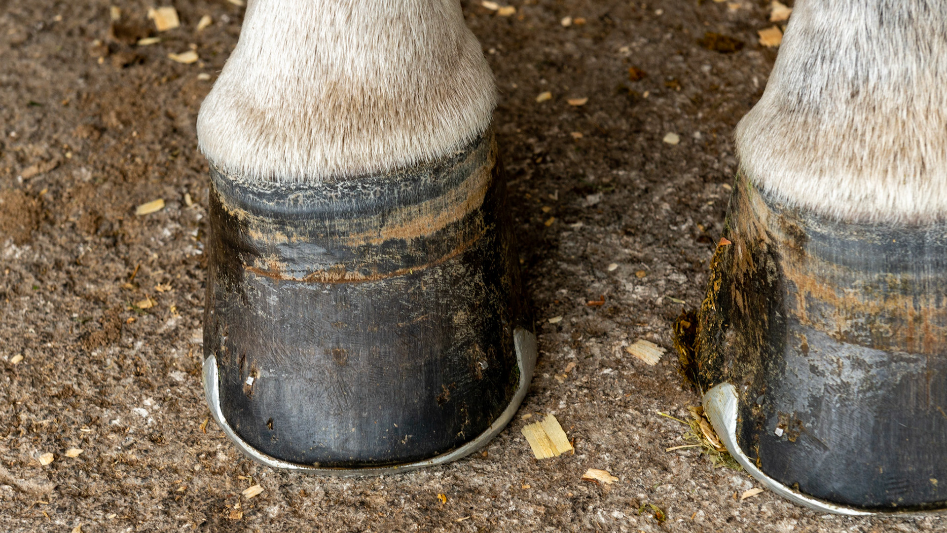 Horse B - One horse with 2 completely different front hooves. The RF has vertical side walls, a dished in toe, elevated coronary band on the inside, and long and uneven heels. The LF appears more normal with a balanced shape and even coronary band, however, the hoof pastern axis is slightly broken and the heels are underslung (these can be seen in the side view). The toe of this shoe is rolled and set back from the toe of the hoof to help in break-over and easing the tug of the deep digital flexor tendon on the navicular bone.  The side clips helps to maintain the shoe in position and to support the side walls of the hoof.