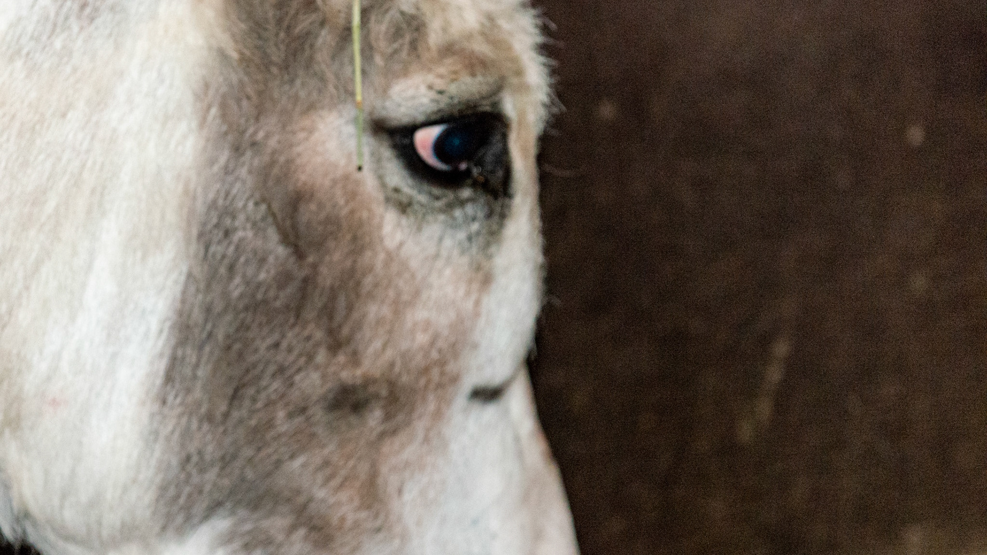 Sinus cyst diagnosed with radiographs in an 11 year old donkey gelding.  Going to surgery later this day.
