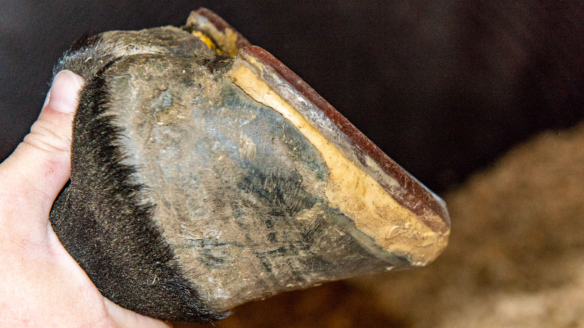 Glue on shoes. Horse is owned by a farrier. Horse's hoof crumbles with nails. Every supplement has been used and every treatment for poor hooves including Clear Trax for white line disease has been tried.  All hooves are affected equally.  This was in 2013 before I recommended adding protein to reverse all of the conditions listed here.