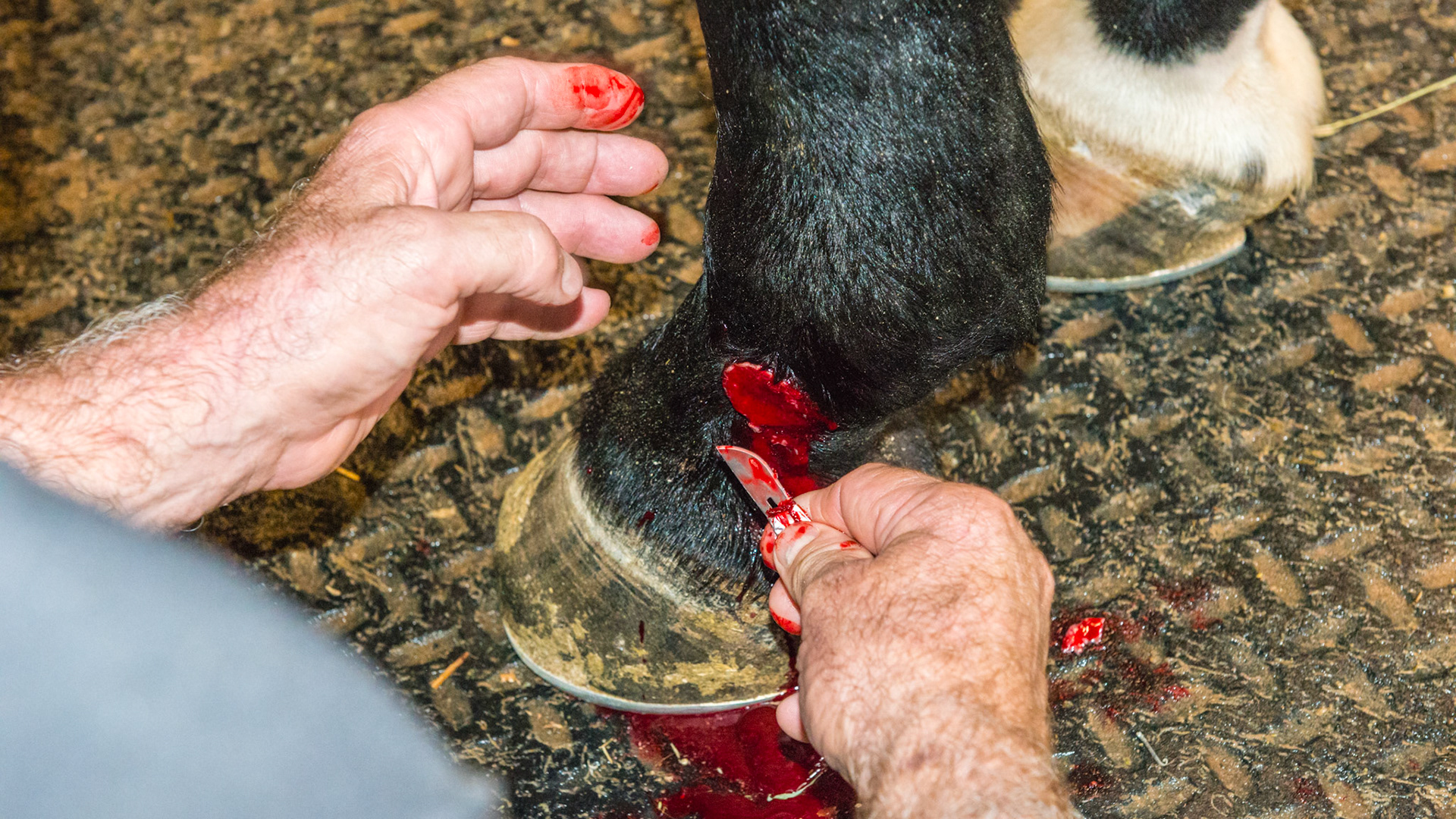 Reduction of the proud flesh (de-bulking) which allows the surrounding epithelium to migrate across the bed of granulation tissue and heal the skin. The blade can be turned in any direction for cutting.