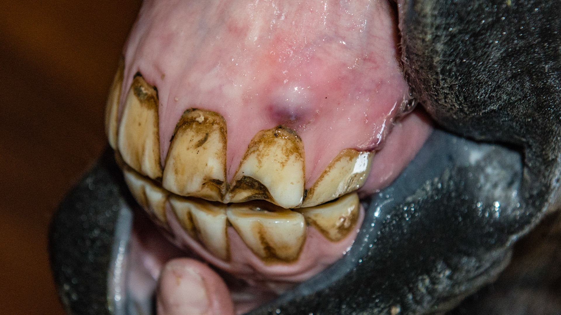 201 and 202 damaged from suspected trauma.  Also small fluid filled cyst or hematoma above 202.