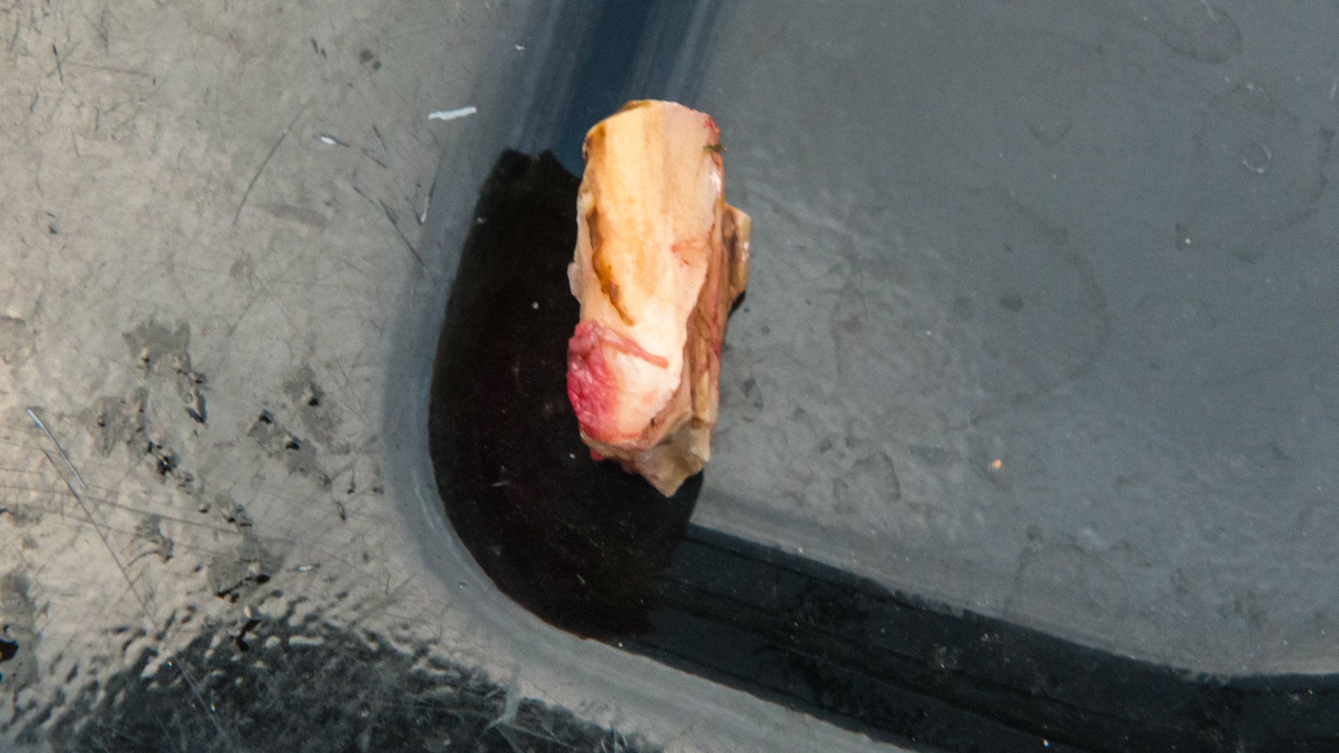 Buccal 408 saggital fracture - bottom where it fractured off the main tooth