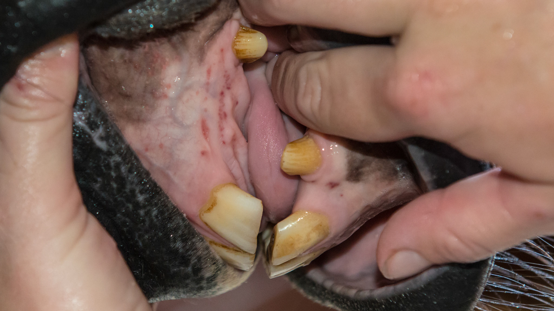 Petechiae (hemorrhages under the skin or mucous membranes causing small red spots) along the floor of the mouth and gums between the incisors and canines. Unknown origin but did not seem to bother this horse.