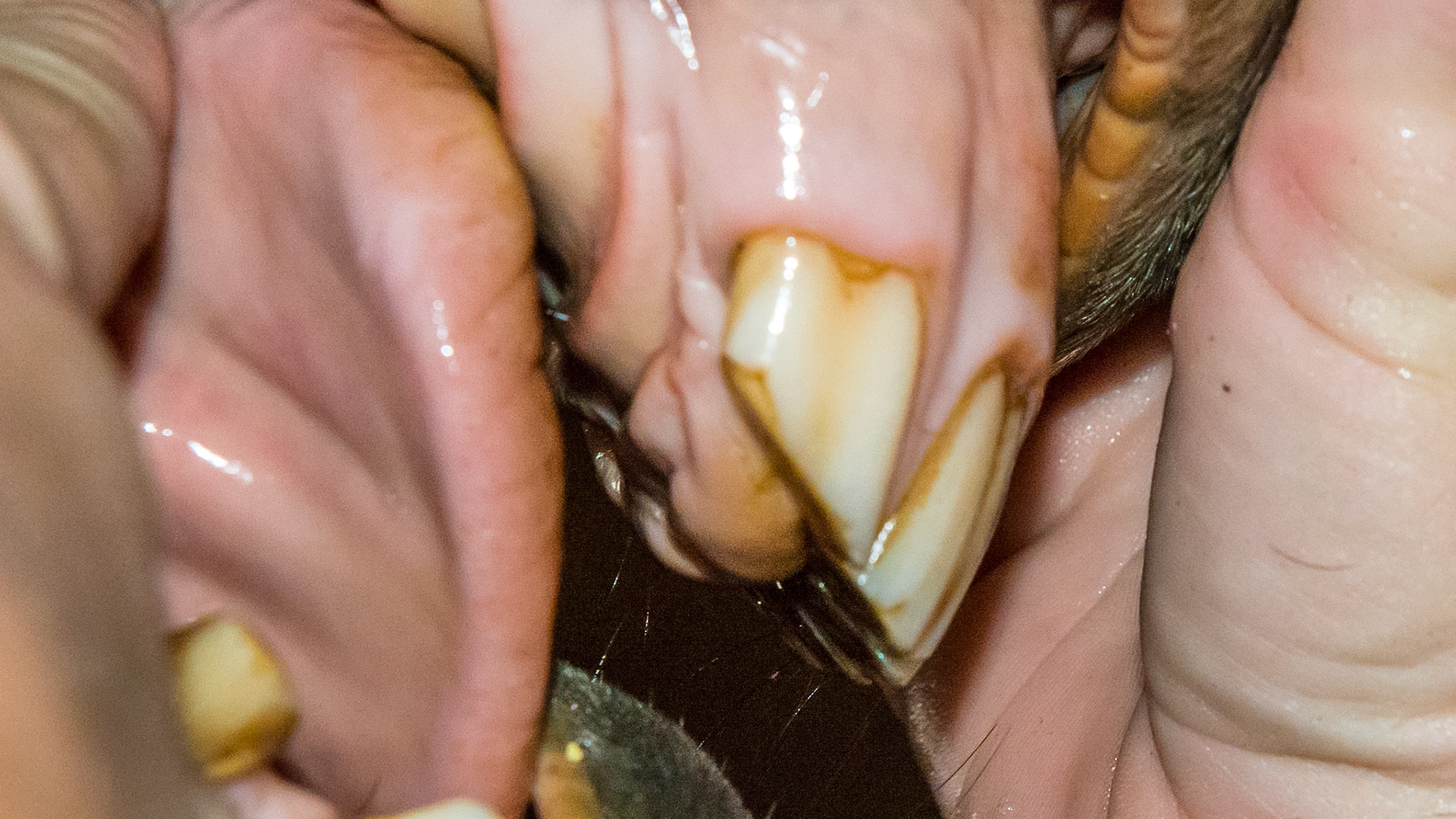 The rostral palate is lower than the occlusal surface and is an incidental finding in this normal horse mouth.