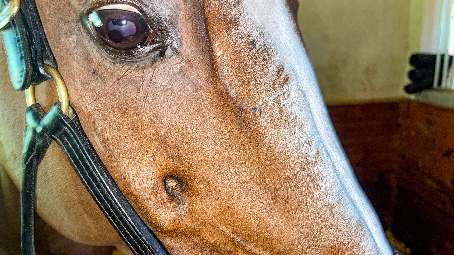 There are 3 things to note here: 1) an obvious defect at the facial crest caused either from trauma or surgery, 2) a linear skull depression most likely from trauma, and 3) the eye has a large, round lower corpora nigra.