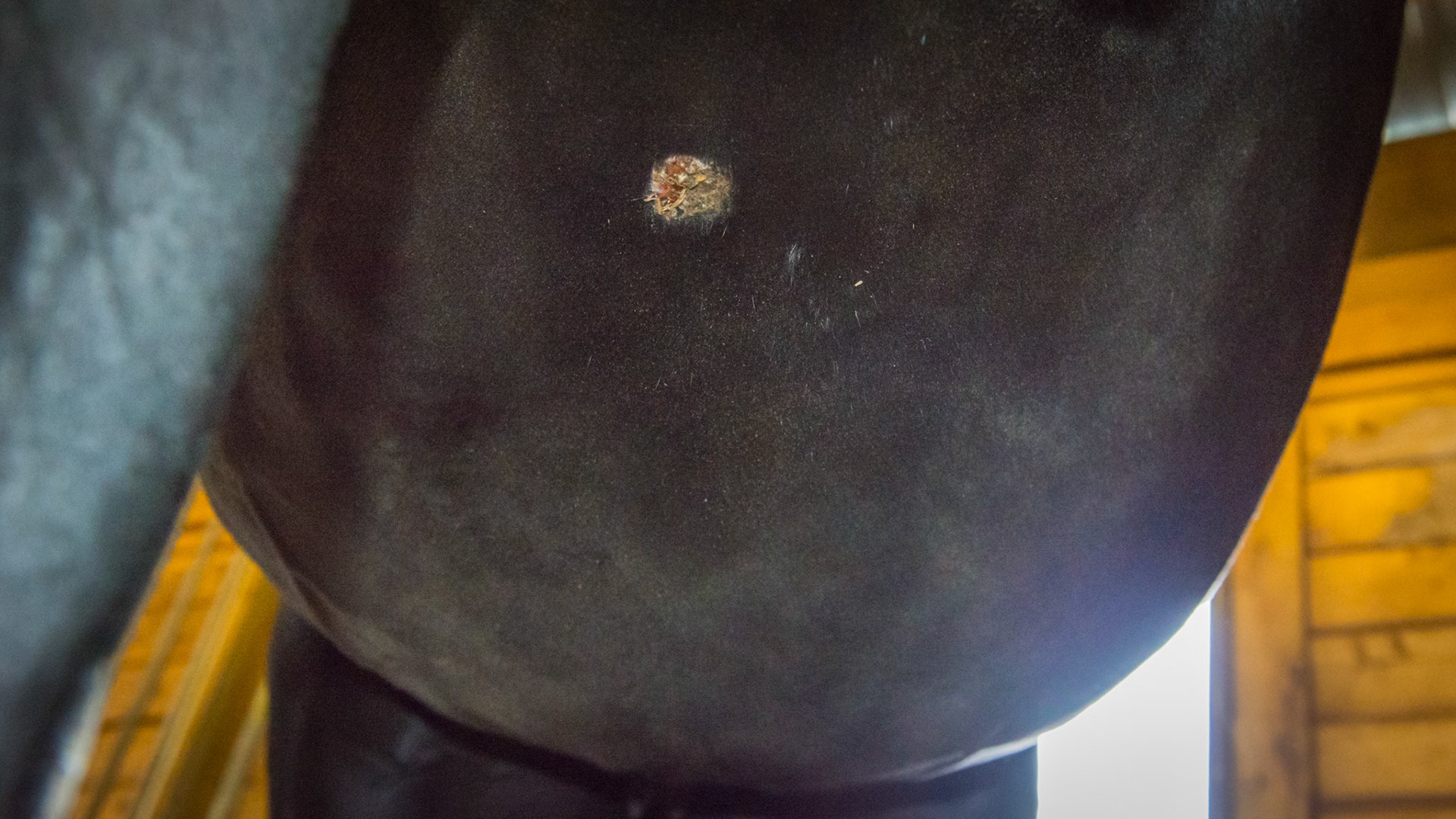 Equine sarcoid at the girth position directly at the bottom behind the front legs. This one has been treated with Xxterra and is healing well, but is still where the girth strap goes.  Shot from between the front legs and aiming towards the back shows the difficult location of this sarcoid as it interferes with the saddle's girth.