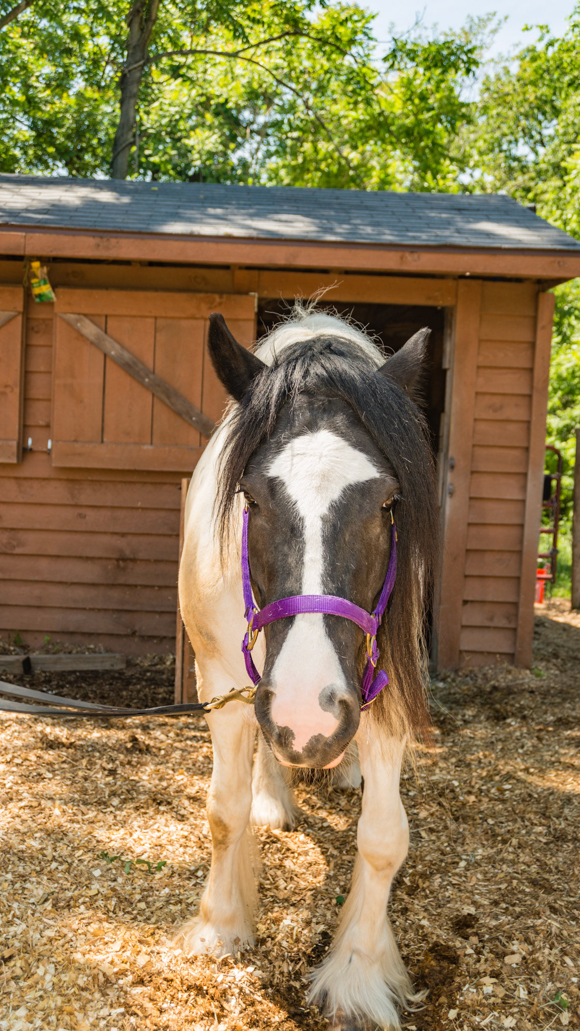 5 yr Gypsy Vanner, Piebald Tobiano. Horse A - BCS 8 - Fat ~ Discernible crease down spine and ribs difficult to feel.  The neck is large for the horse. Fat is deposited on the tail head, withers, shoulders, neck, inner thighs.