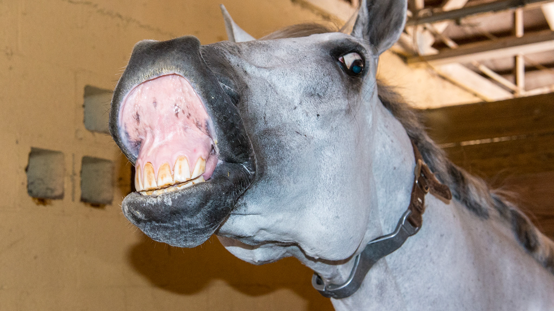 Flehmen lip curl response